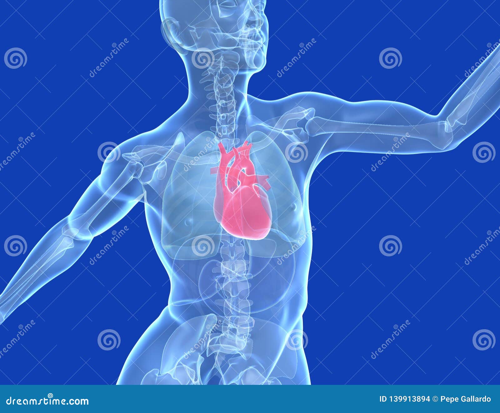 medical . 3d human body transparent, heart