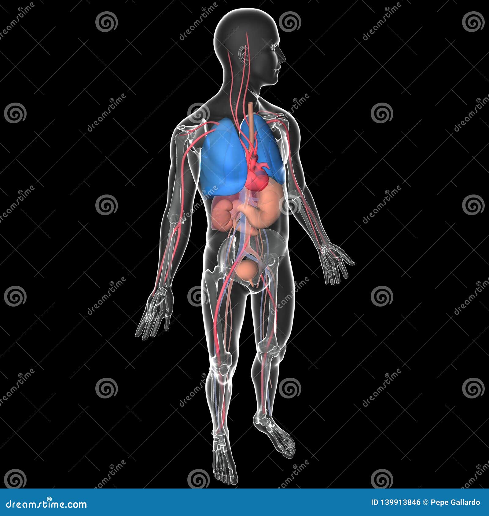 medical  3d transparent human body with visible internal organs