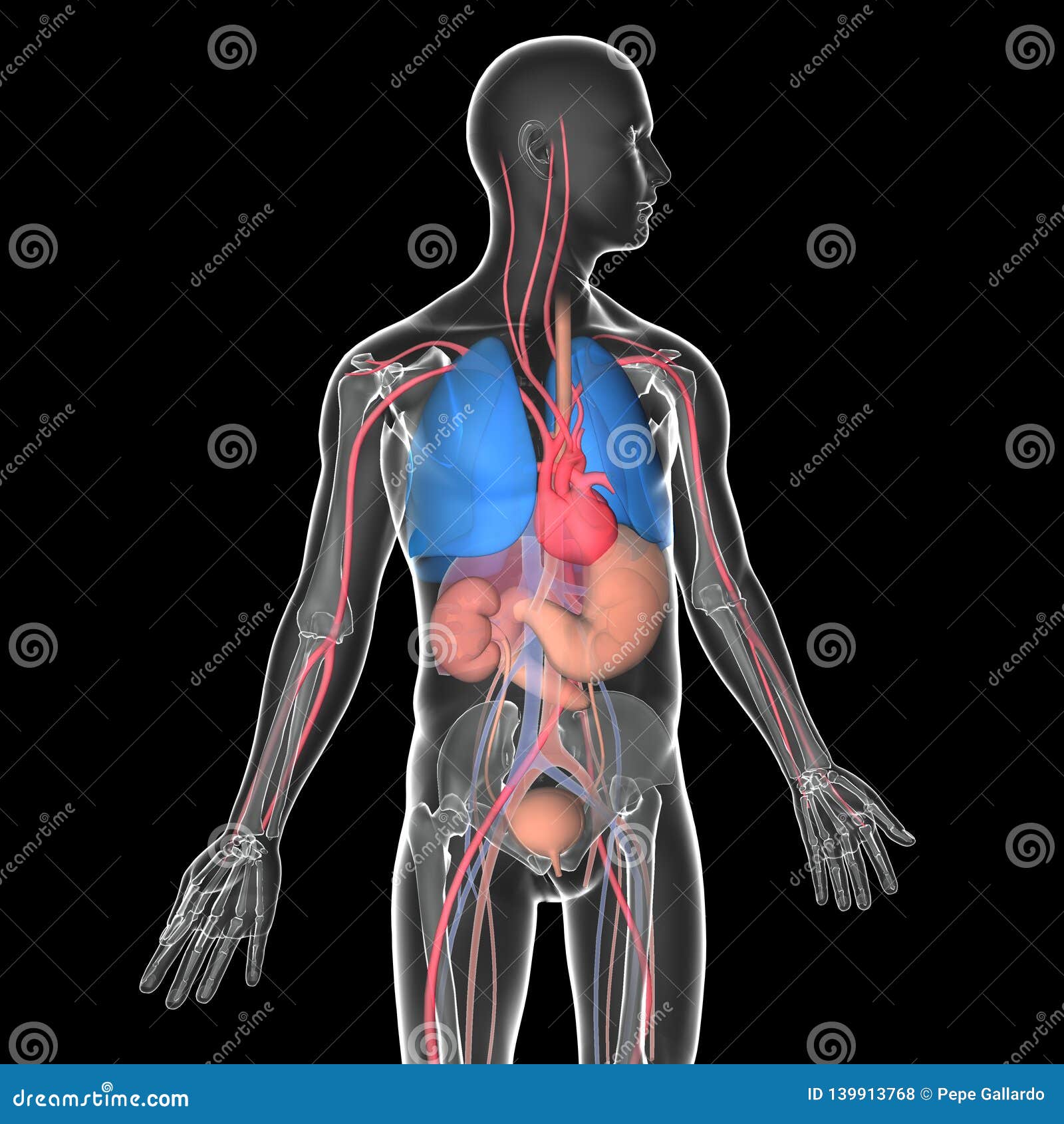 medical  3d transparent human body with visible internal organs