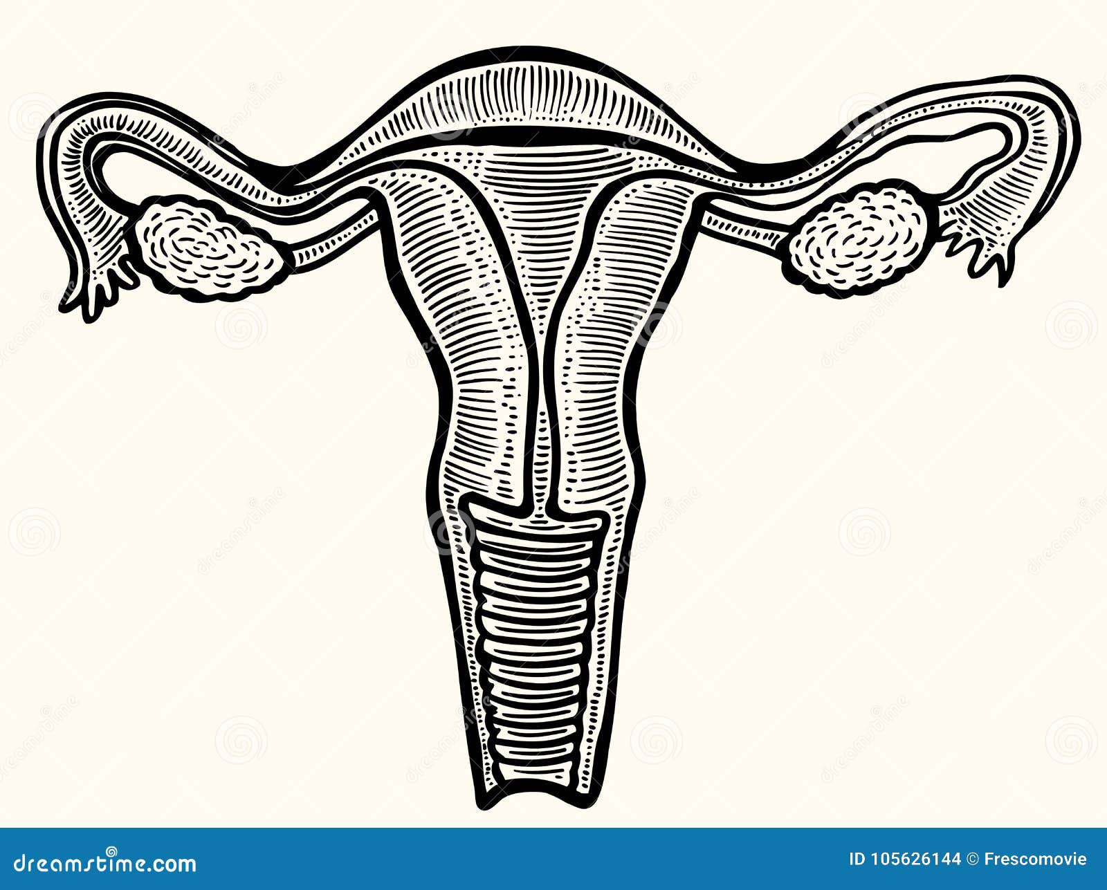 https://thumbs.dreamstime.com/z/medical-illustration-internal-sex-organs-woman-uterus-ovaries-folopytic-tubes-drawn-style-engraving-vector-beige-105626144.jpg