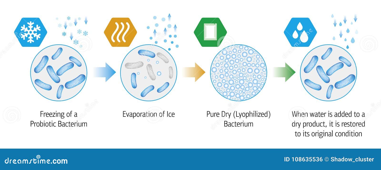 Probiotic Lyophilization Process Stock Vector Illustration of health
