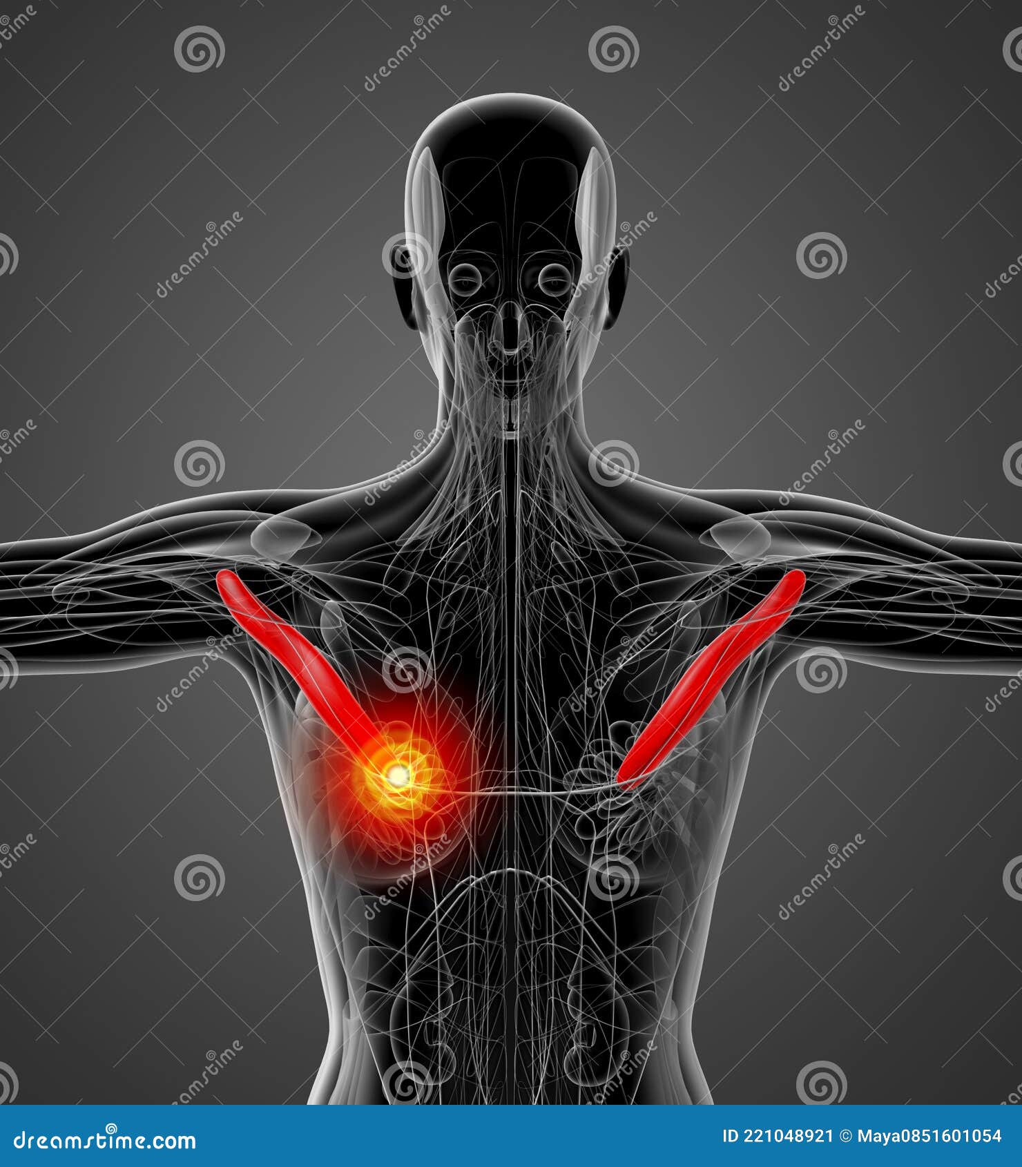 3d Illustration Of The Teres Major Muscles On Xray Musculature Royalty