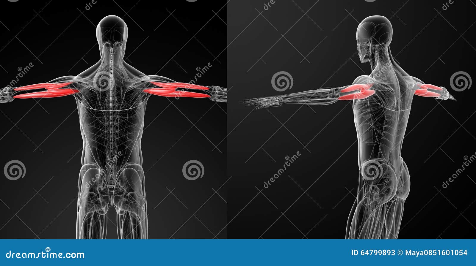 Medical Illustration of the Triceps Brachii Stock Illustration