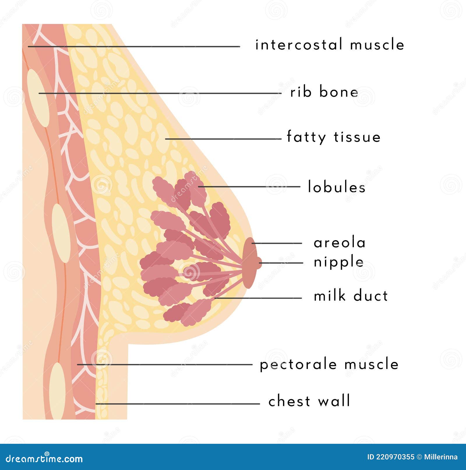 Medical Infographic Cross Section of Female Breast. Anatomy of Woman Chest.  Mammary Gland. Information Card Stock Vector - Illustration of diagram,  milk: 220970355