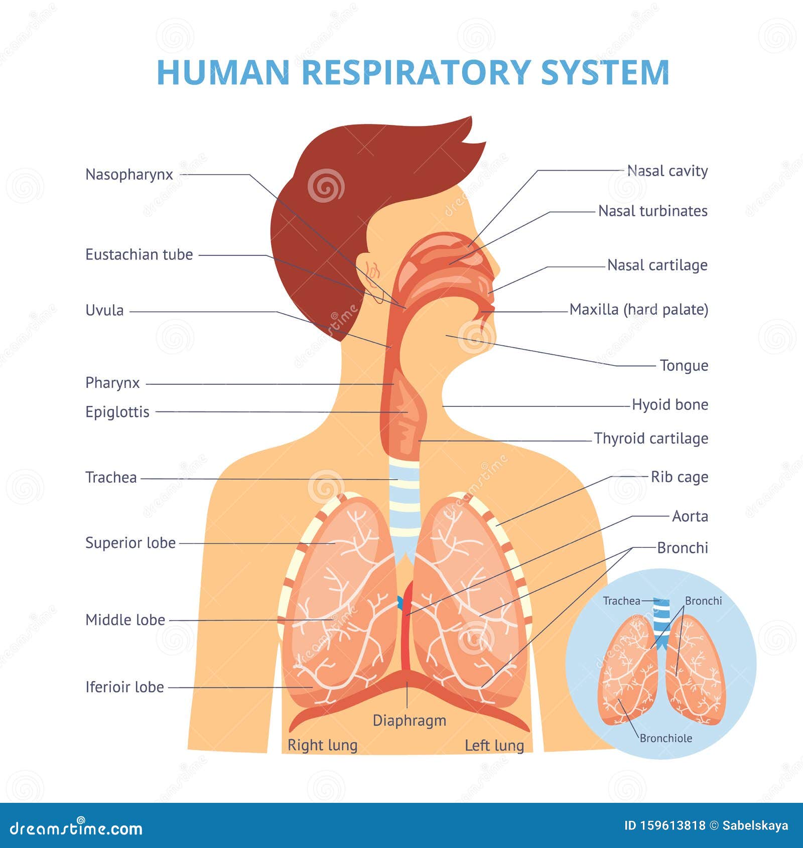 Medical Infographics Of The Human Respiratory System On The Example Of A Man Stock Vector Illustration Of Nose Anatomical 159613818