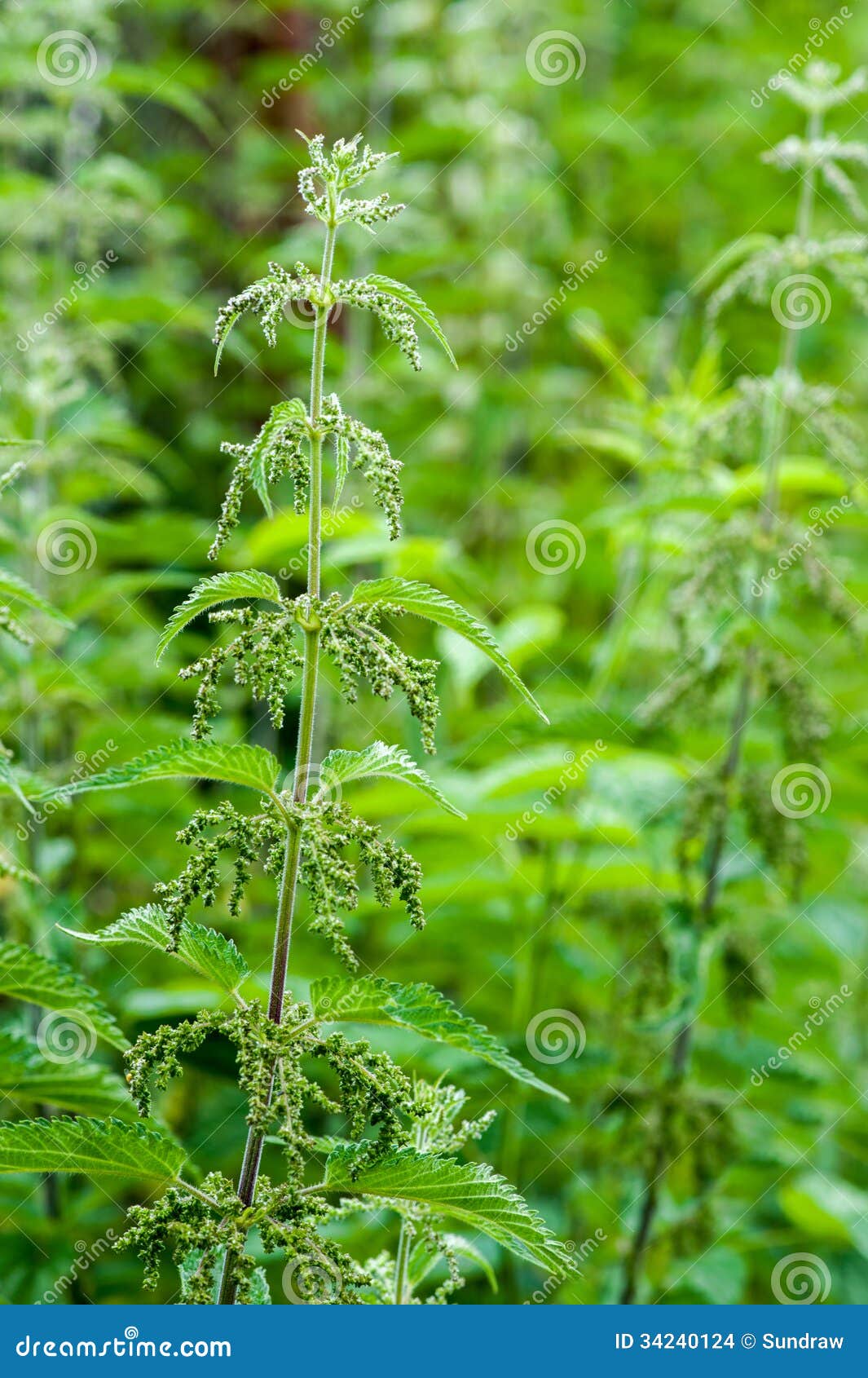 Medical nettle stock photo. Image of dioica, health, acid 34240124
