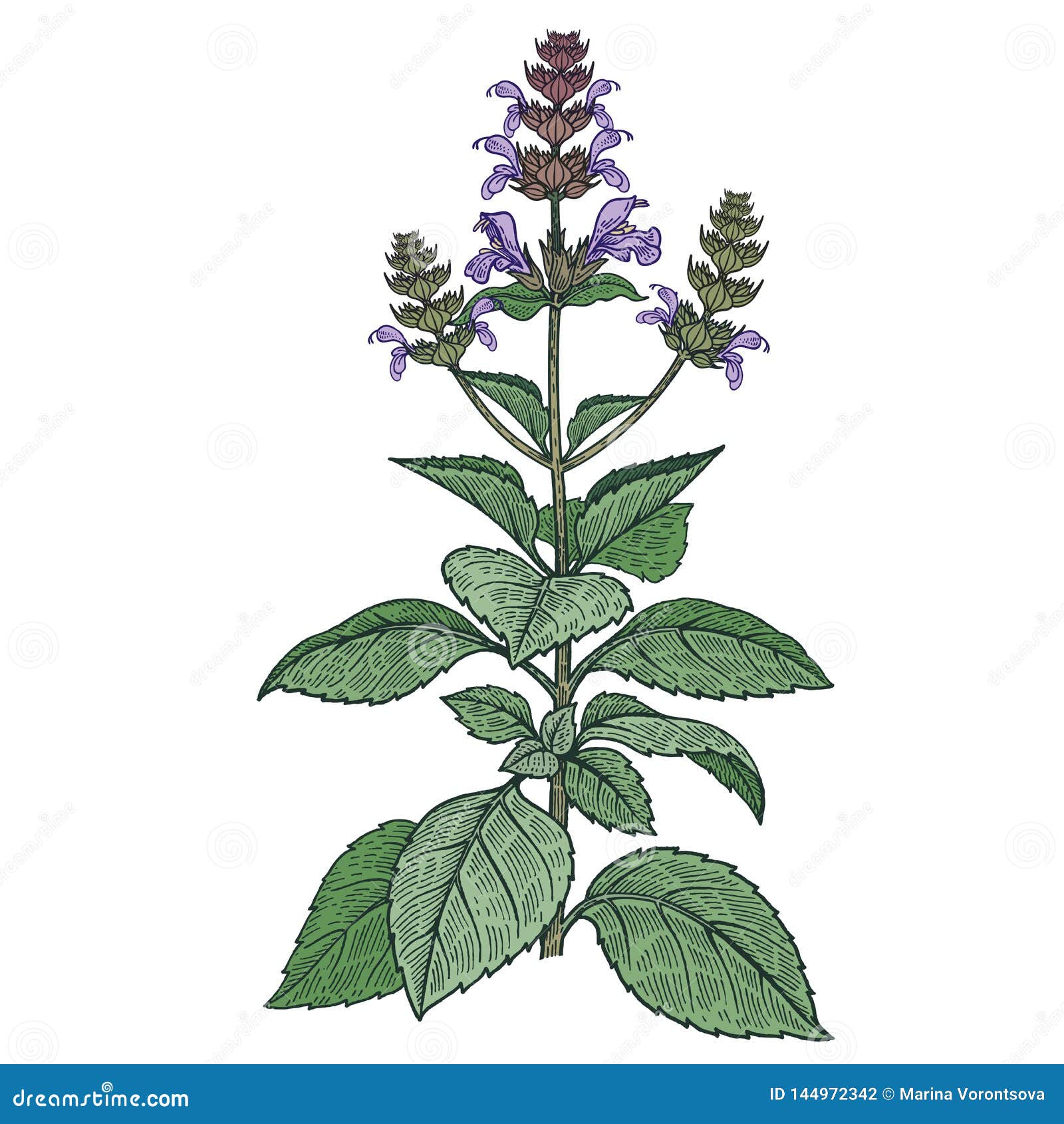 tulsi images for drawing - livemore-loveless