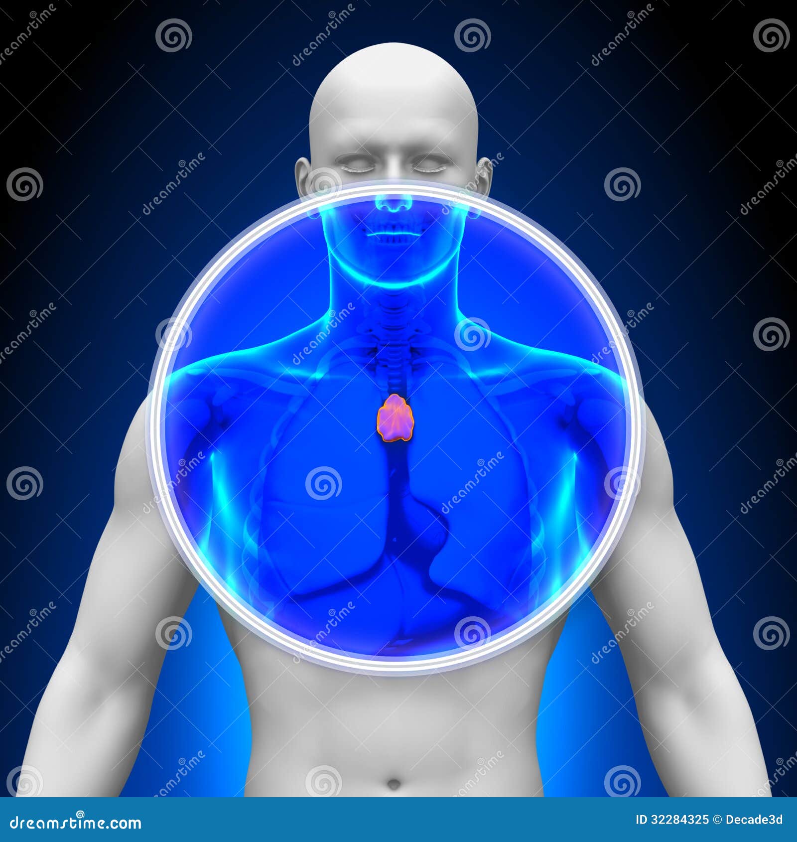 Thymus X Ray
