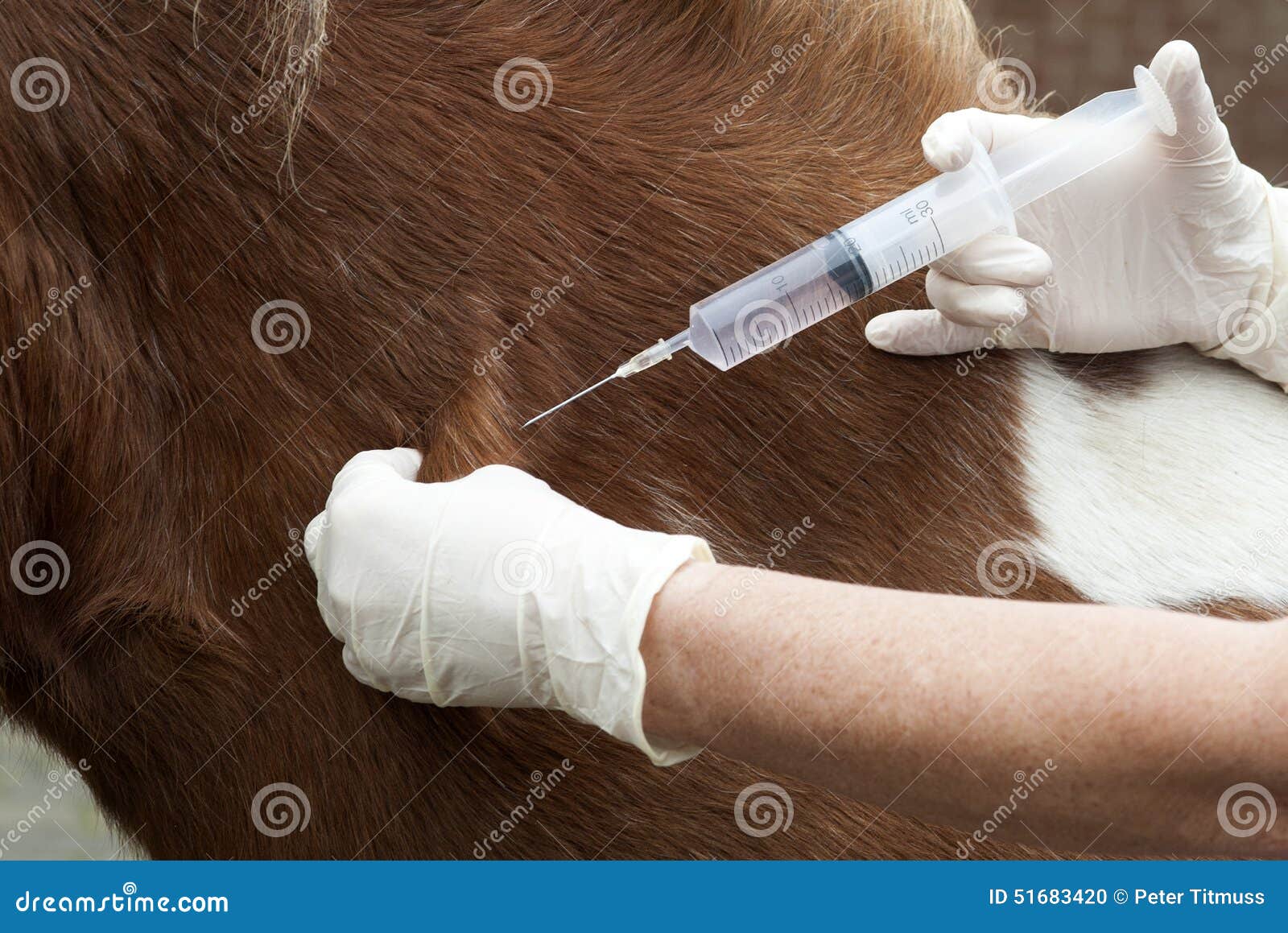 Medical Syringe Being Used To Inject an Animal Stock Photo - Image of  hands, practice: 51683420