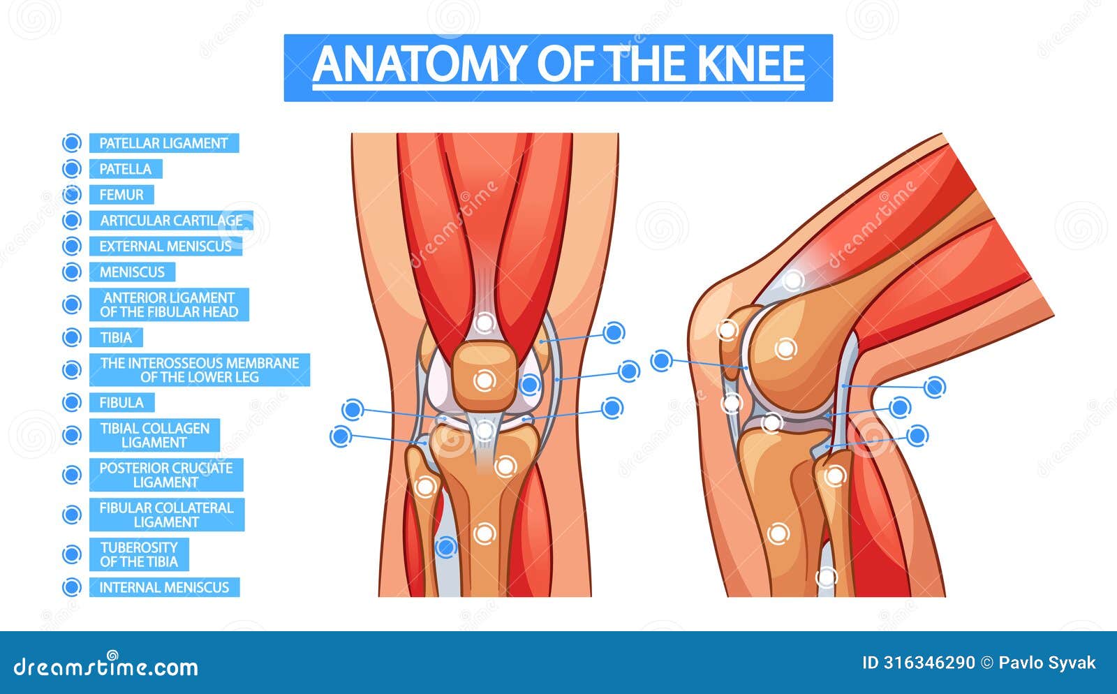 medical  infographics depicting the knee joint anatomy, including bones, ligaments, and tendons and cartilage