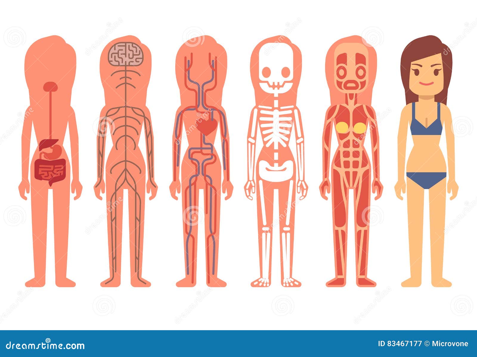 Woman Anatomy Chart