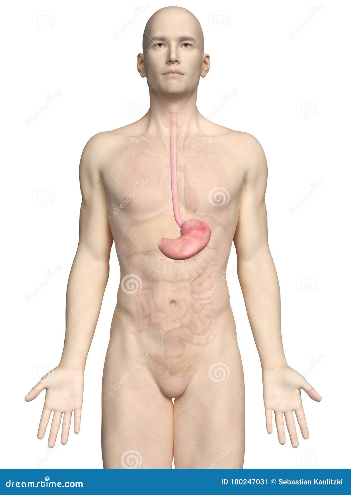 a maleÃÂ´s stomach