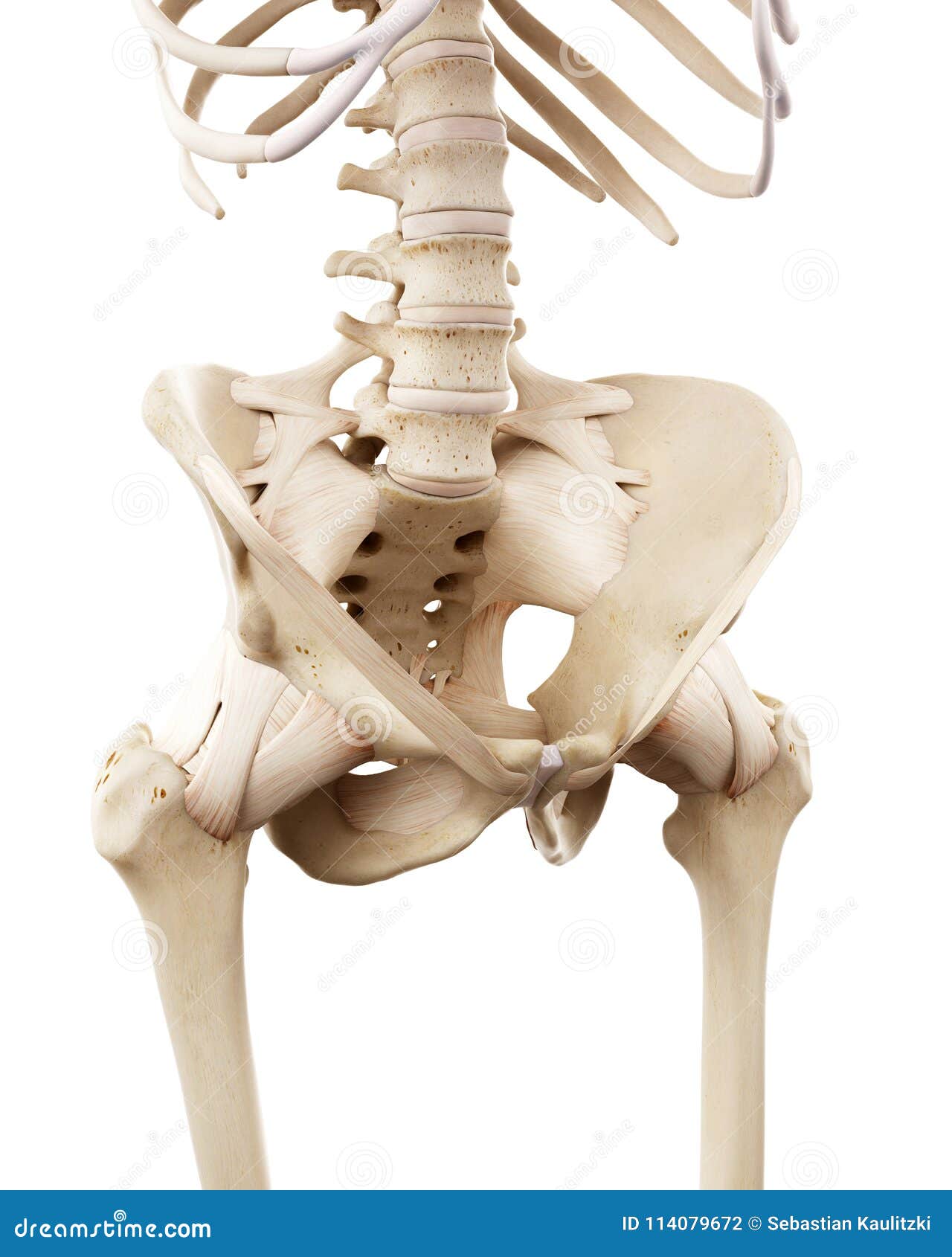 The Human Skeletal Hip Stock Illustration Illustration Of Artwork