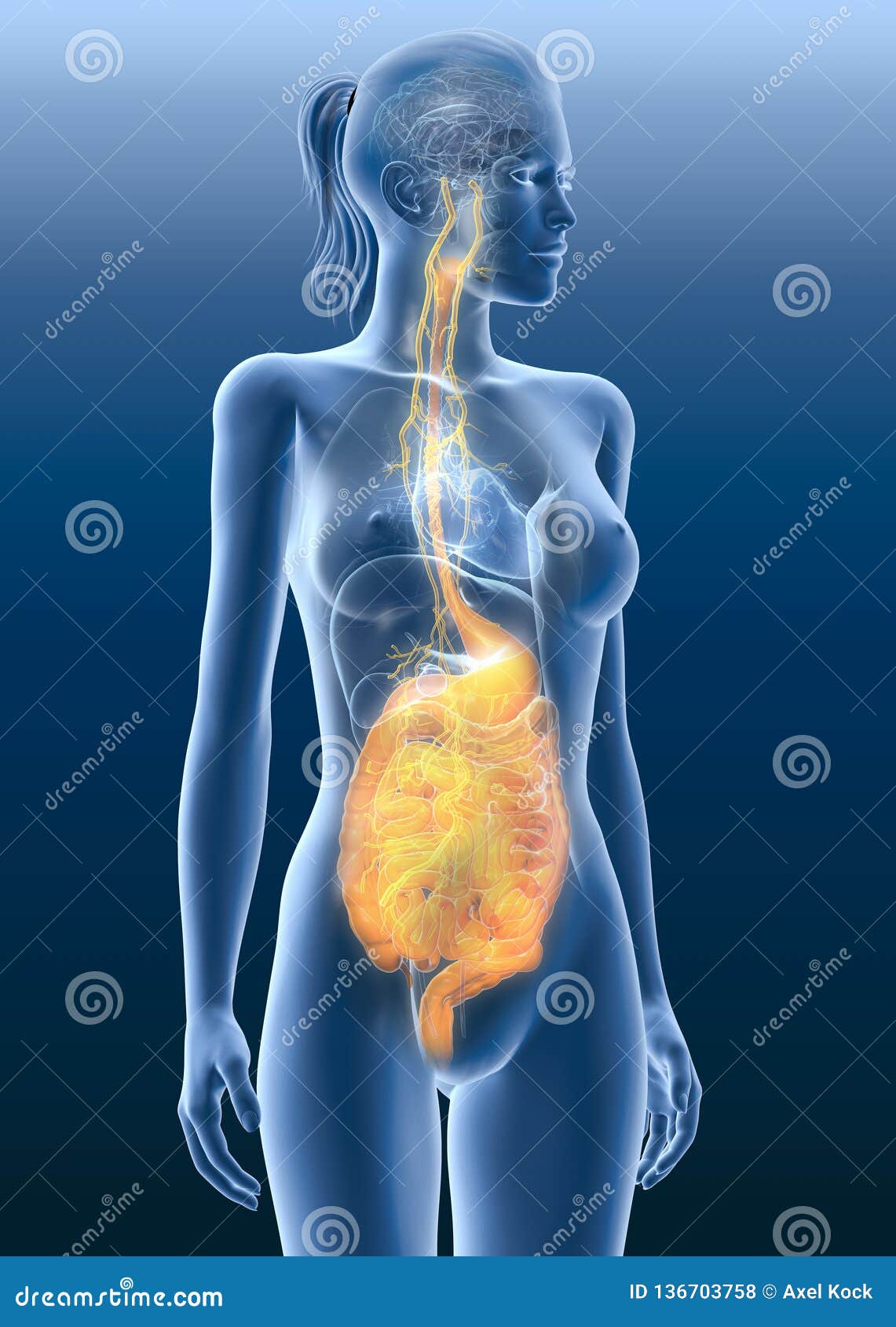 vagus nerve with painful stomach and digestive system, 3d medically 