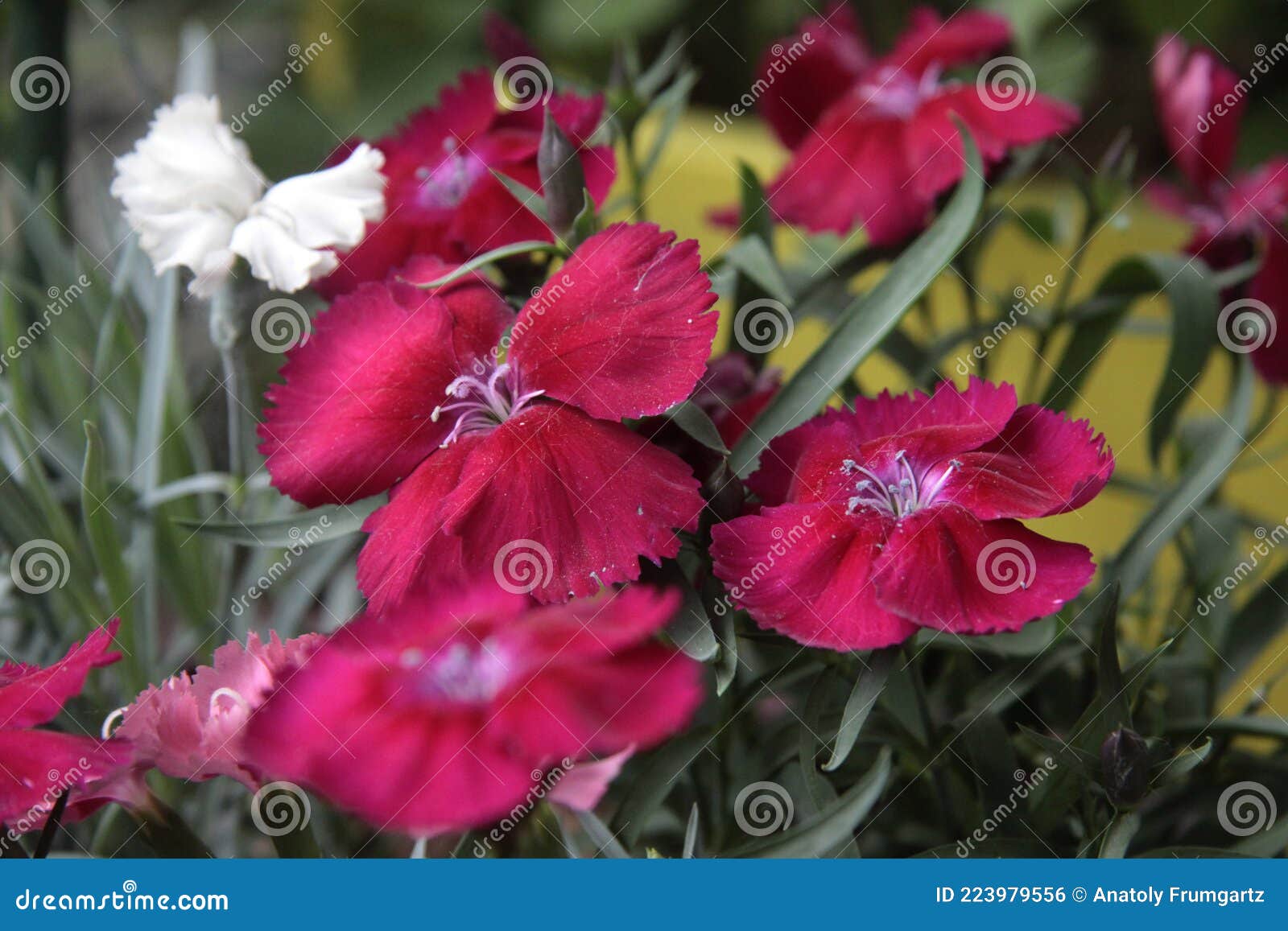 medicative herb: red flowers of carnation close up