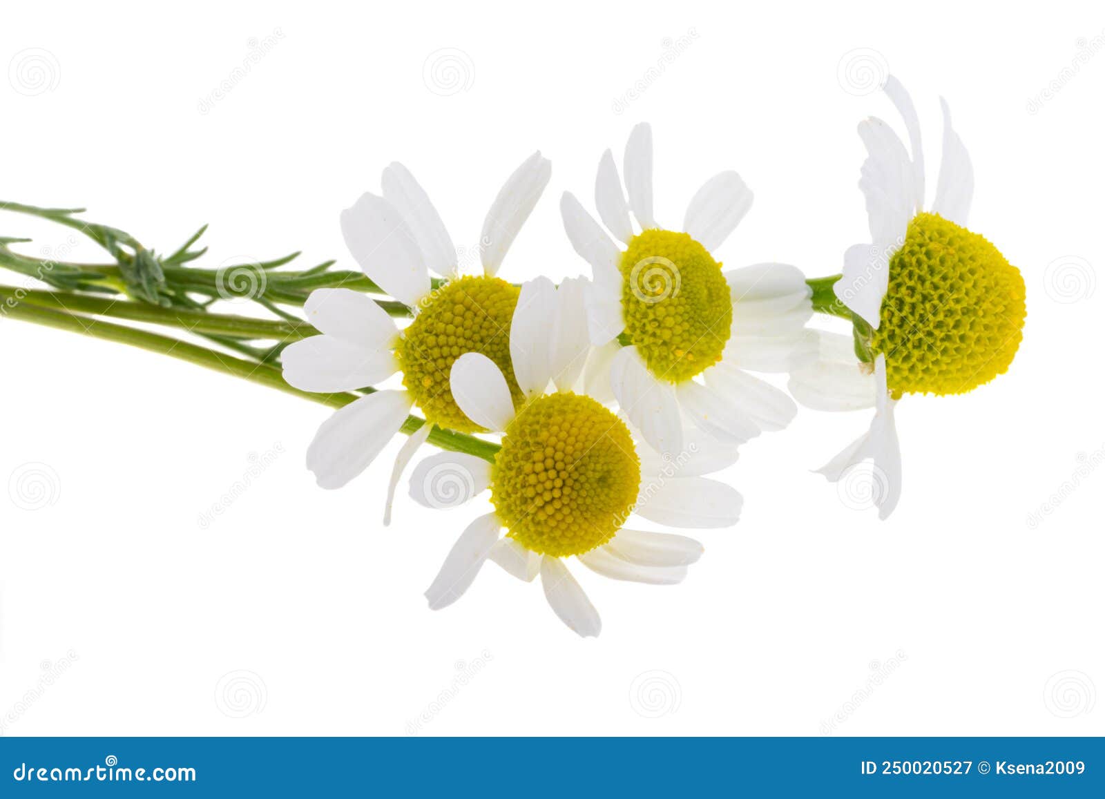 Medicinal Chamomile Isolated Stock Image Image of flower, garden