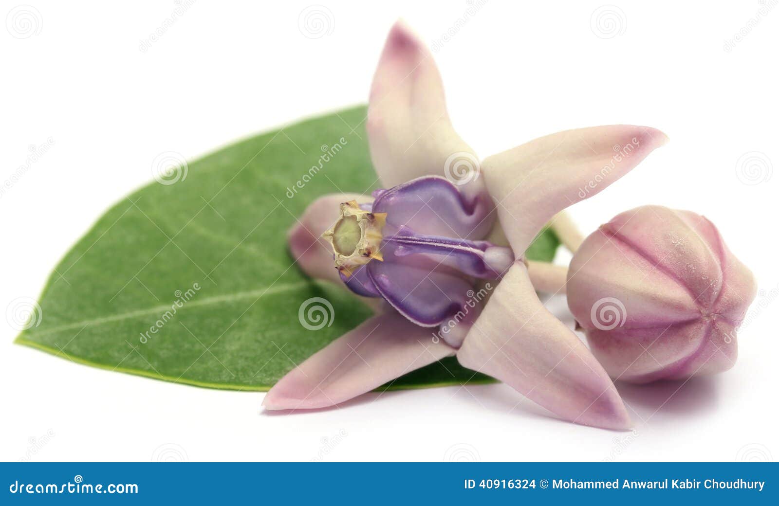 Medicinal Crown Flower Stock Photo 46040814