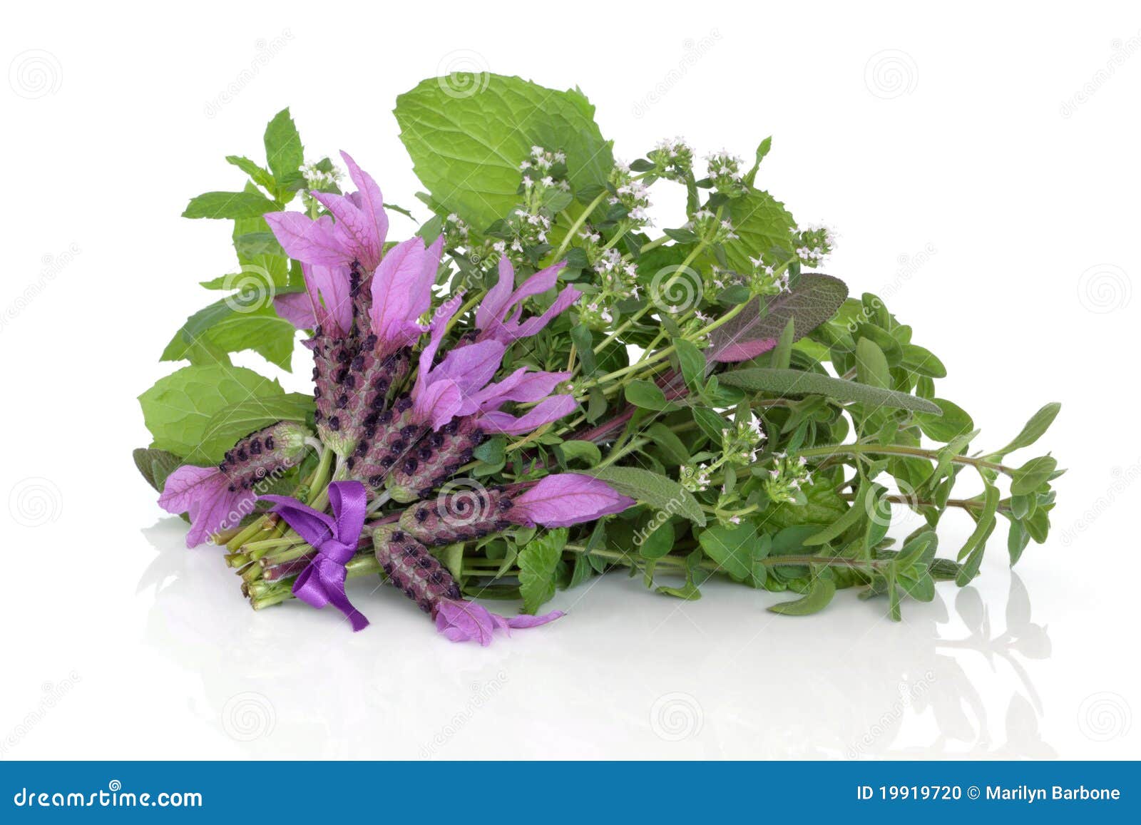 Medicinal Flower and Herb Leaves Stock Photo Image of flower, sage