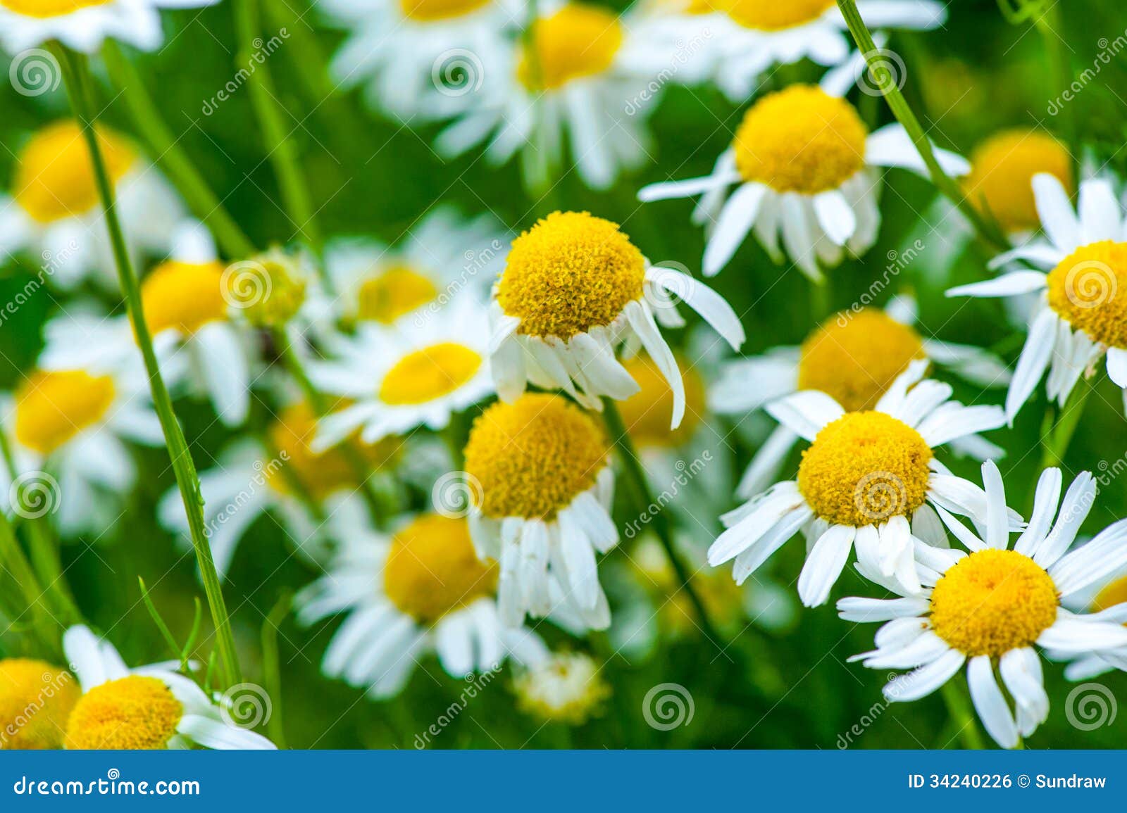 Medicinal herb chamomile stock photo. Image of flower 34240226