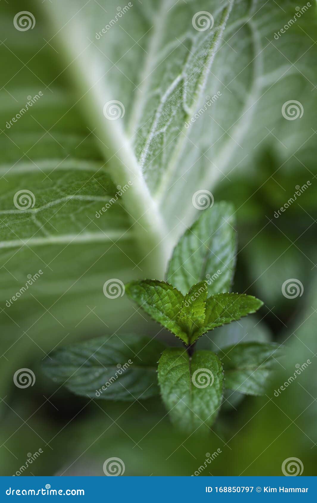 Peppermint Grows Along the Underside of a Mullein Leaf Stock Image