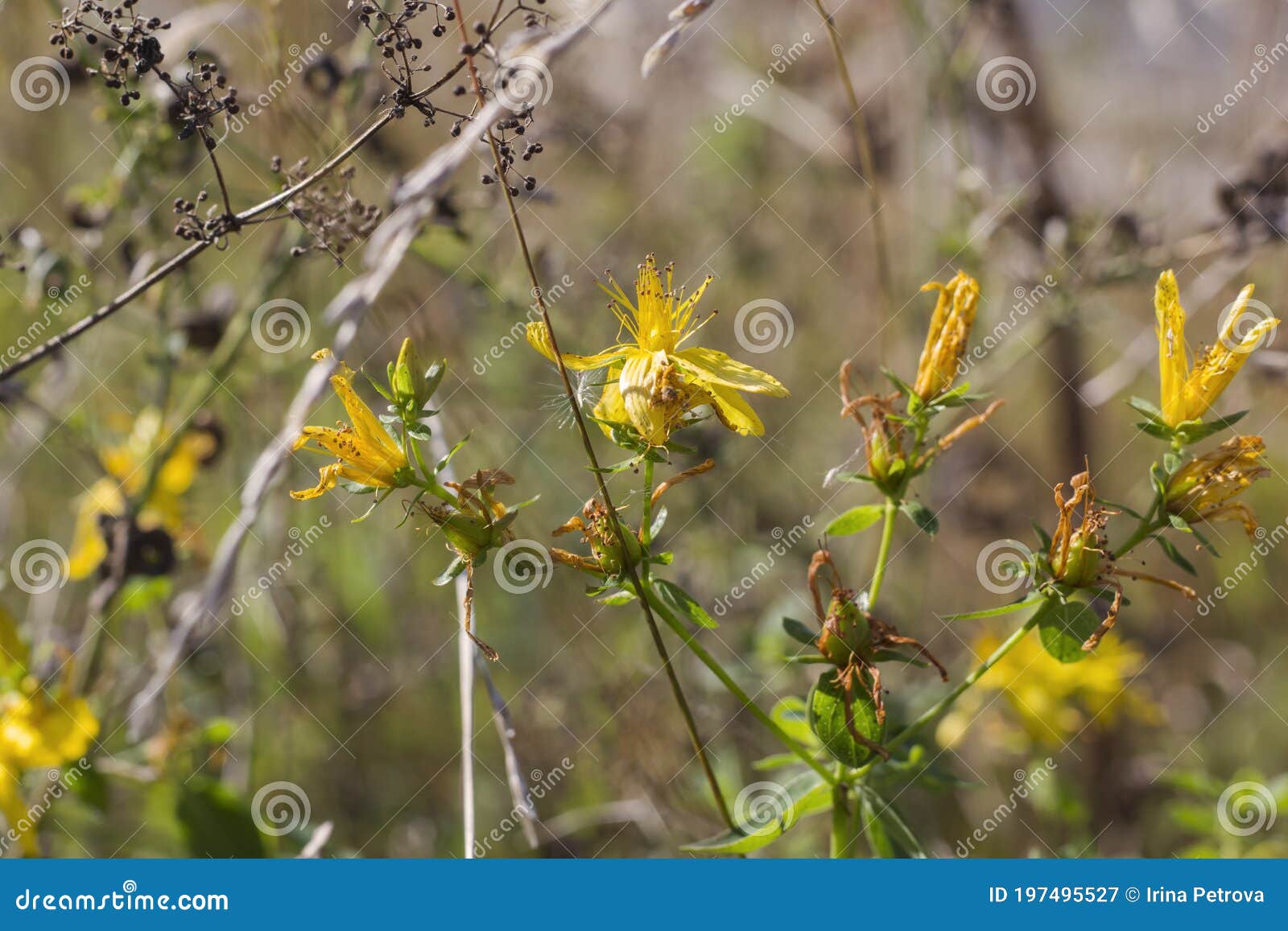 Medicinal Herb St. John`s Wort Growing in Nature Stock Image Image of