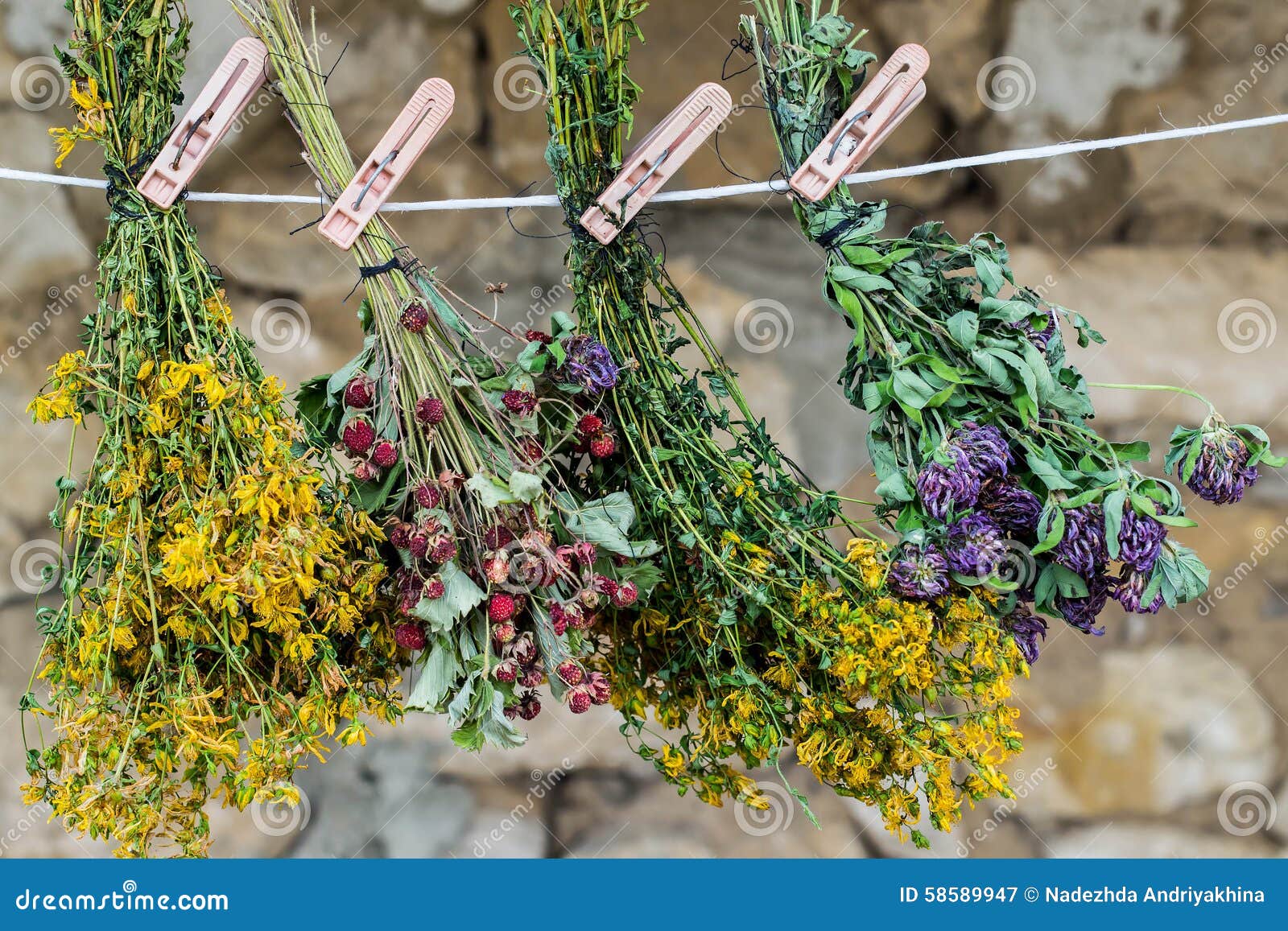 Цветки собранные вместе. Сушеные травы. Веники из лекарственных растений. Сушка трав. Высушенные лекарственные растения.