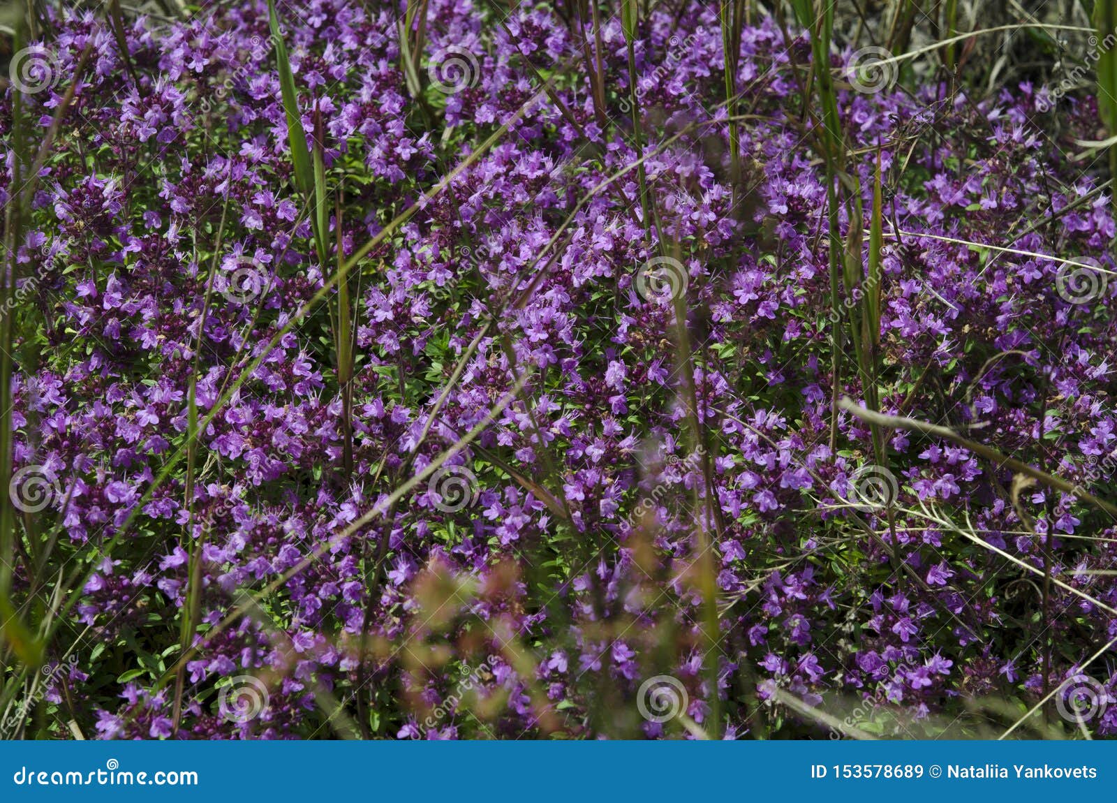 Medicinal Herbs: Purple Flowers of Thyme Grass Under the Rays of the ...