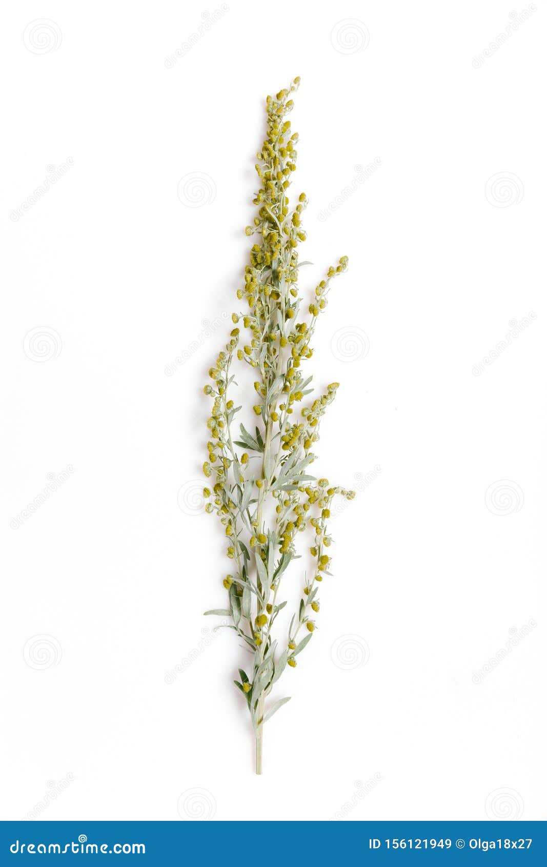 medicinal herbs, sagebrush, artemisia, mugwort on a white background.