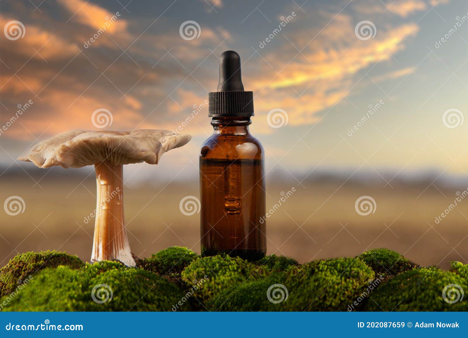 medicinal mushroom extract or psychedelic mushrooms. concept