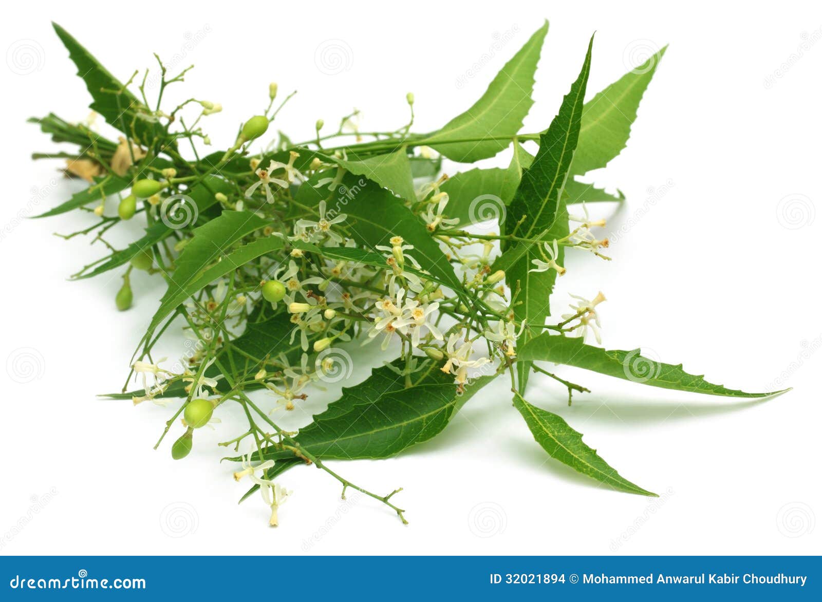 Neem Leaves With Neem Flowers And Neem Sticks.black Isolated Background ...