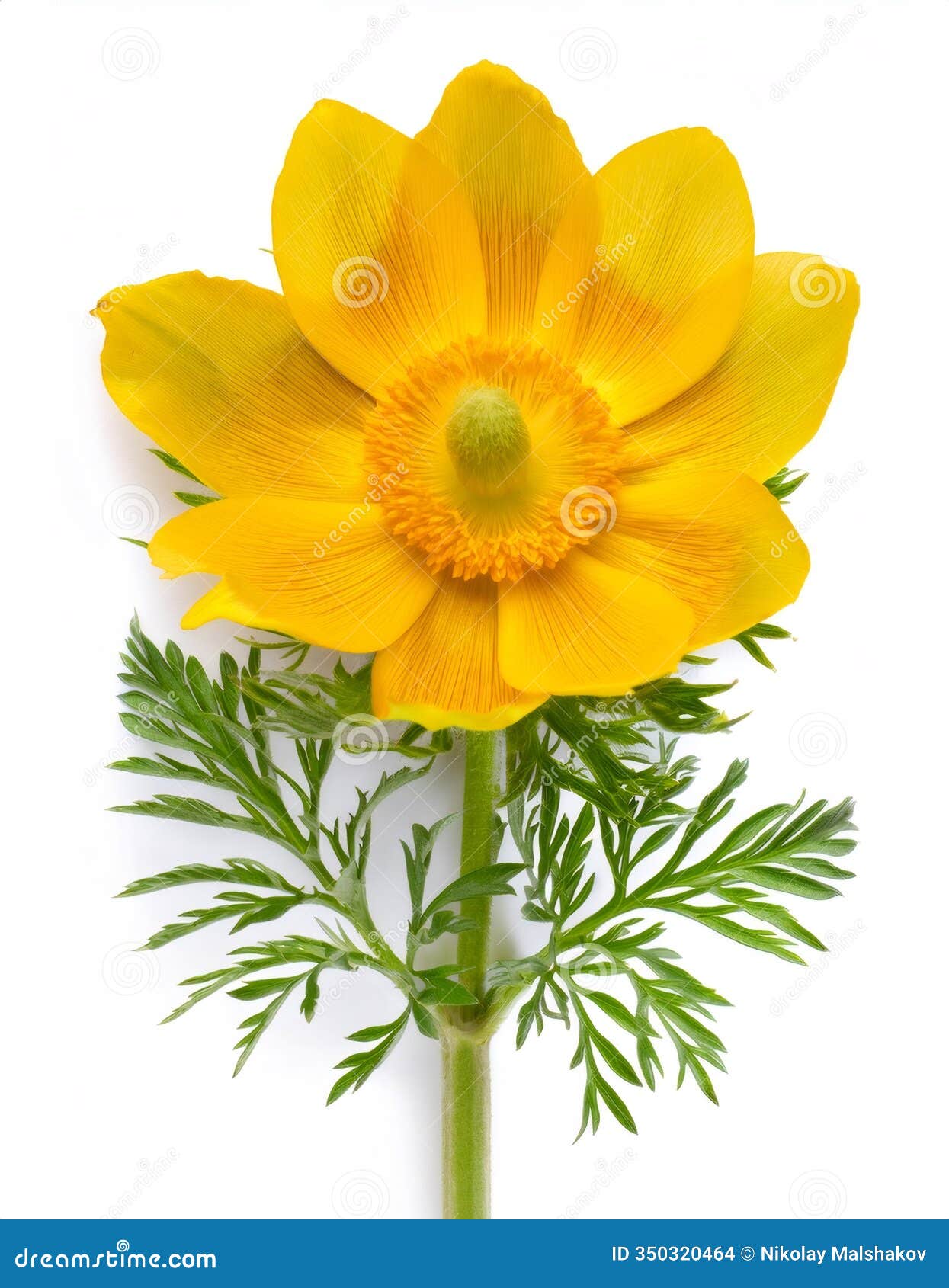 medicinal plant adonis vernalis, also known as pheasant's eye, exhibiting its vibrant yellow flower and delicate