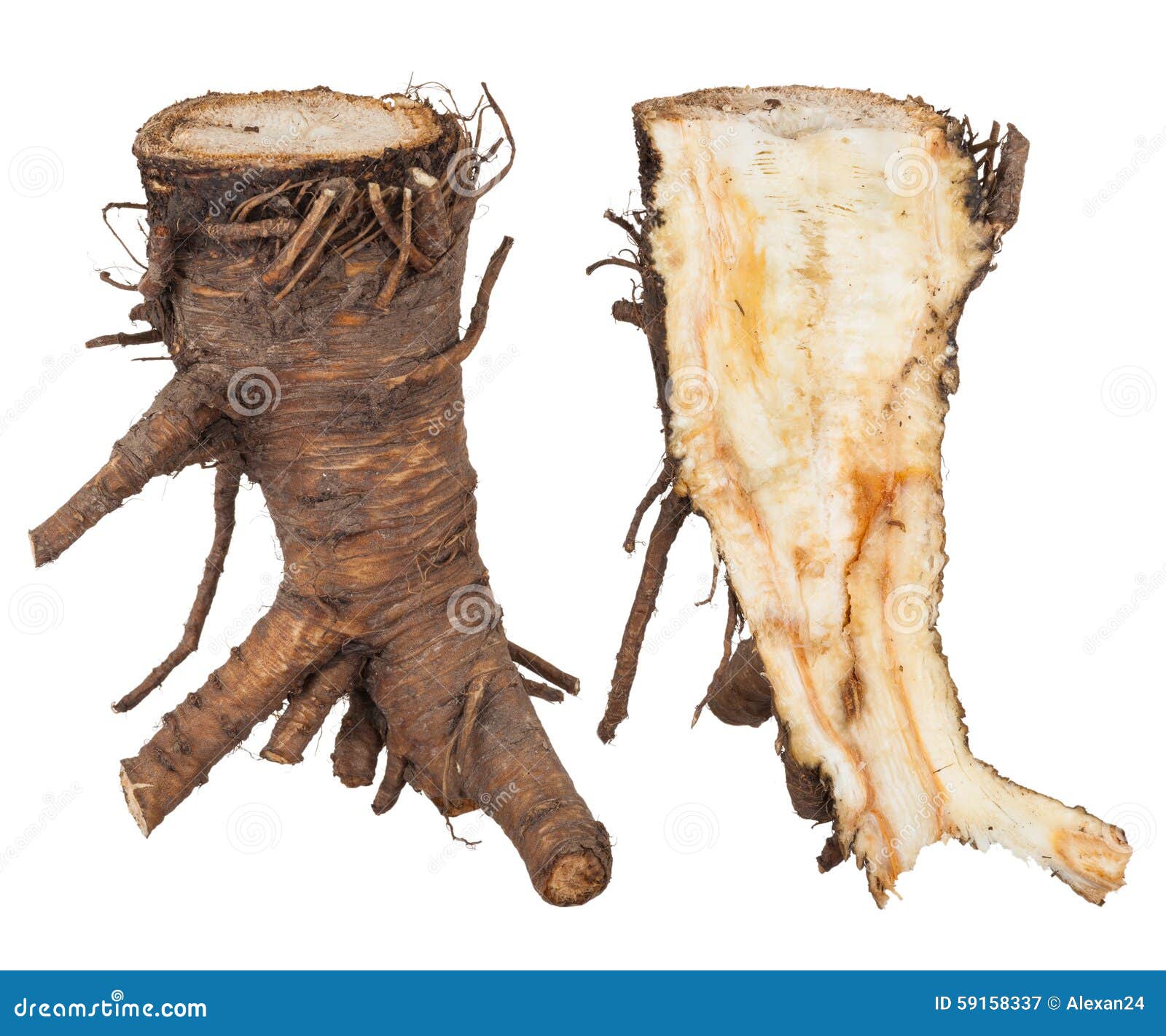 Medicinal Plant Angelica Root Stock Image Image of medicinal