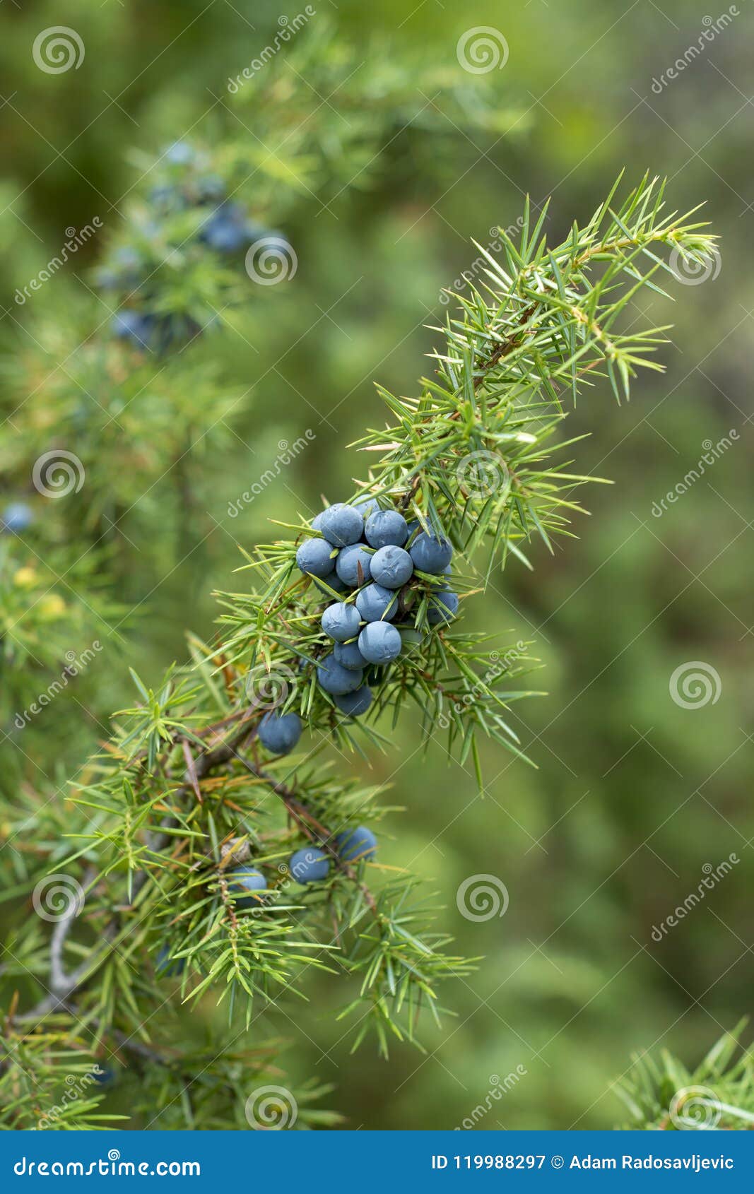 medicinal plant - juniperus communis