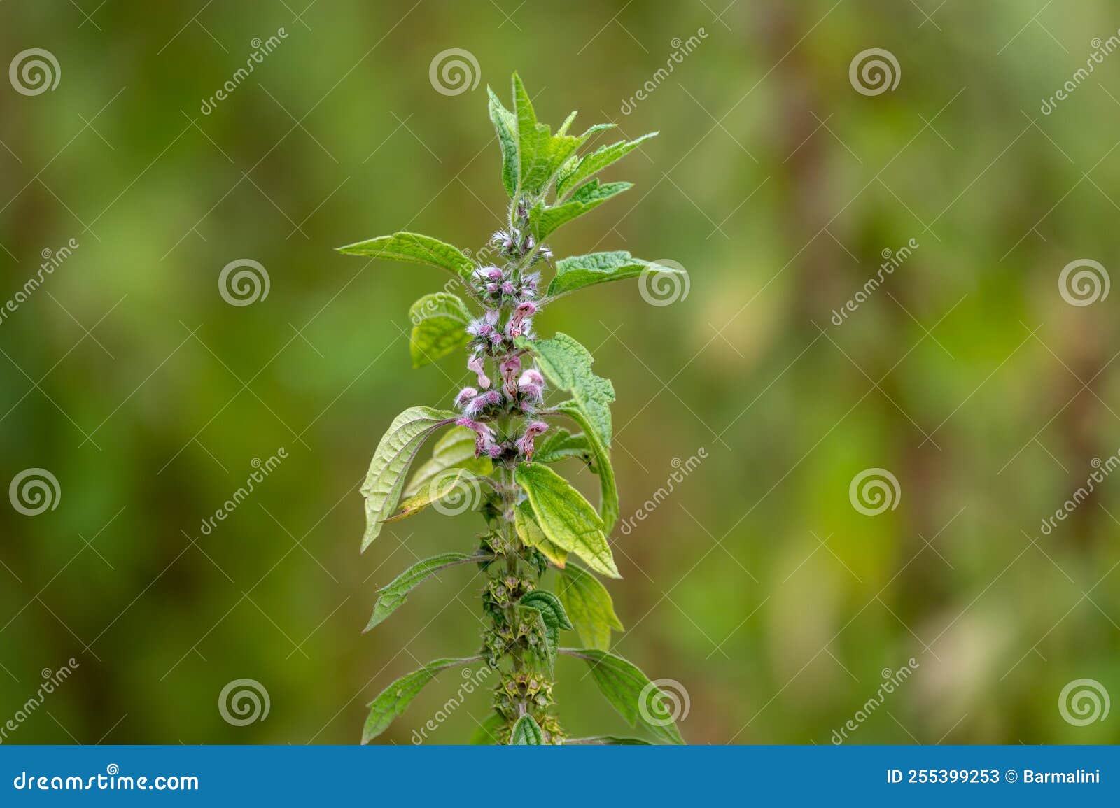 medicinal plant leonurus cadriaca or motherwort growing in garden