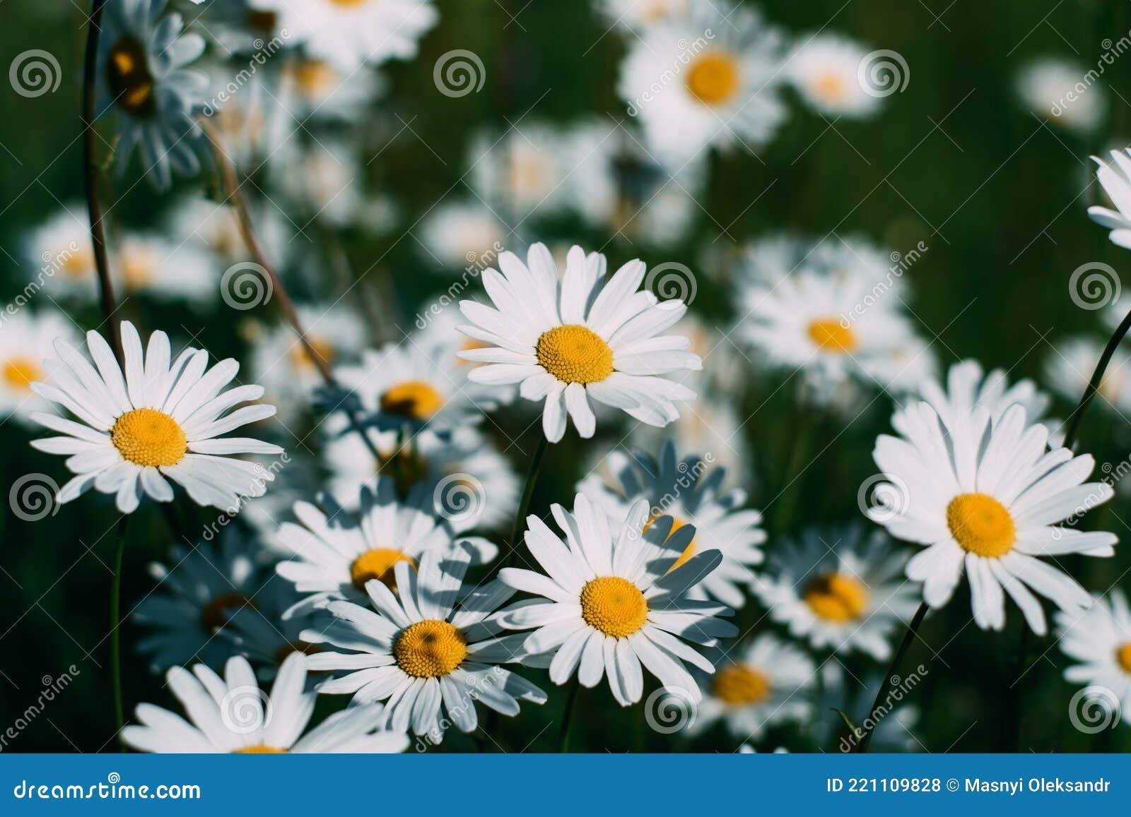 Medicinal Plant. Many White Daisies Bloom. Springtime Stock Photo