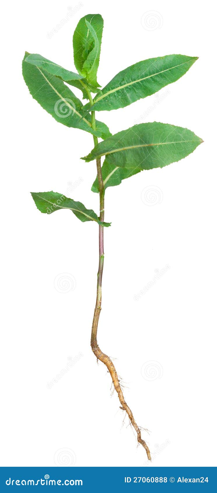 Medicinal plant. Milkweed stock photo. Image of nature 27060888