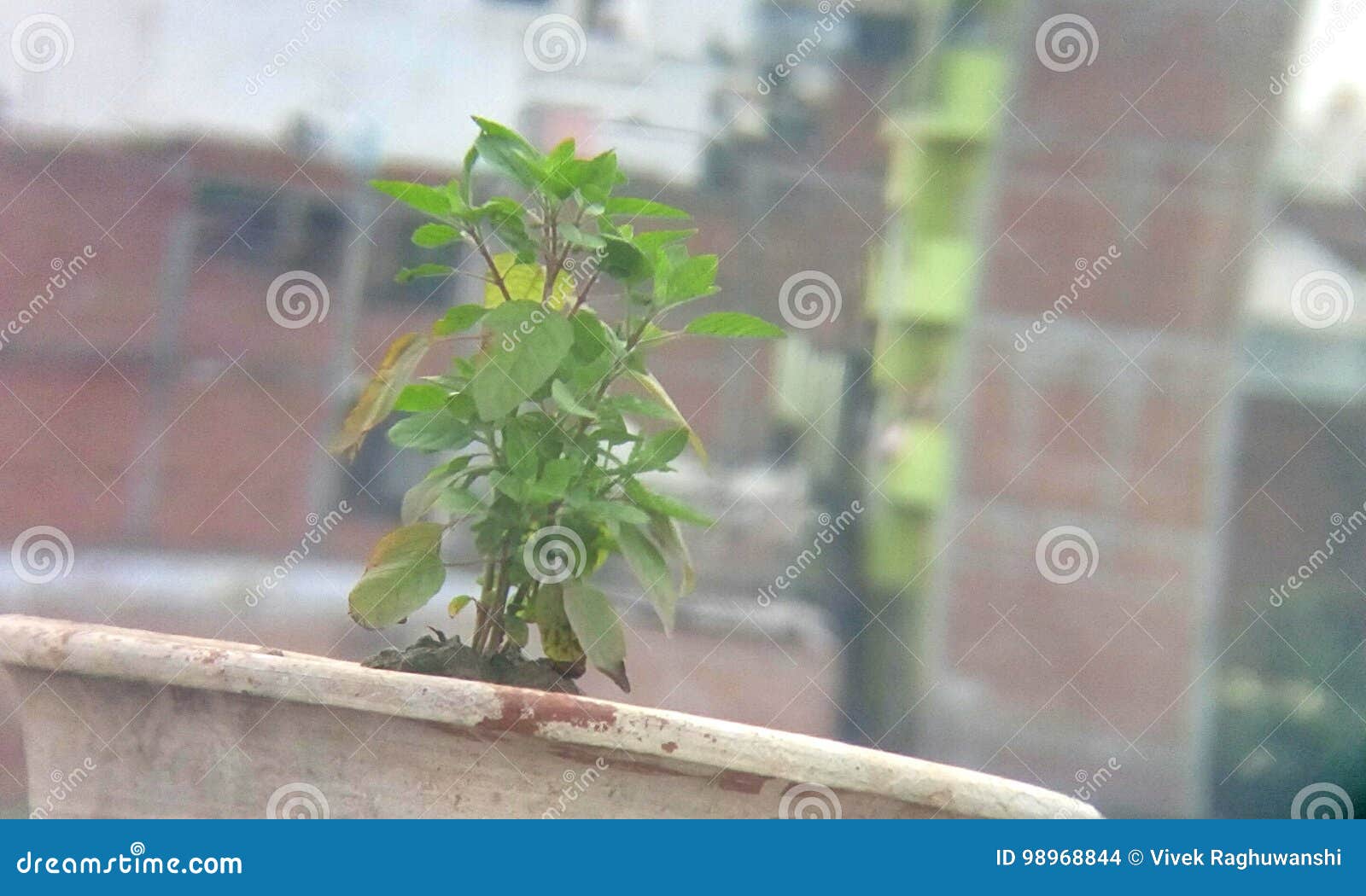 Basil plant in India stock photo. Image of basil, native 98968844
