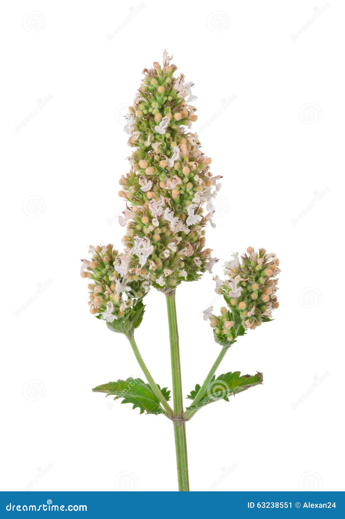 Medicinal Plant Peppermint Stock Image Image of green, leaf 63238551