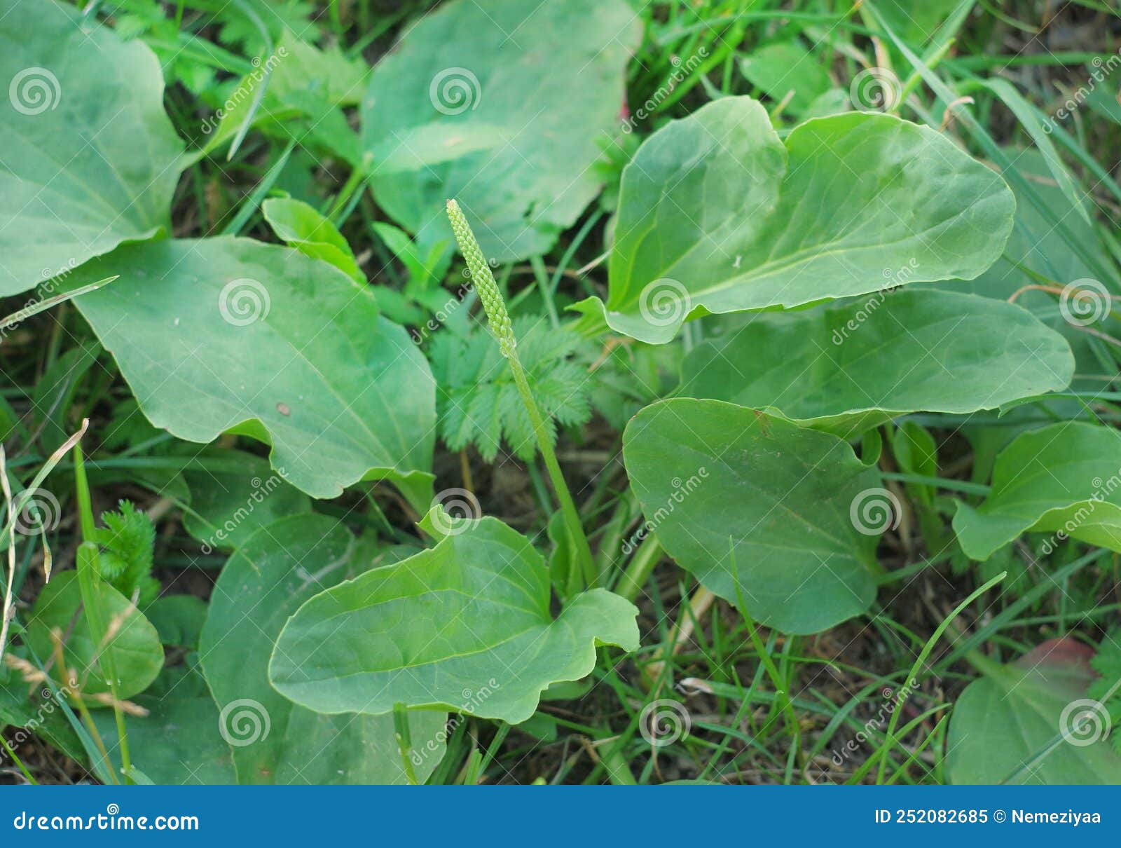 Medicinal plant plantain stock image. Image of herb 252082685