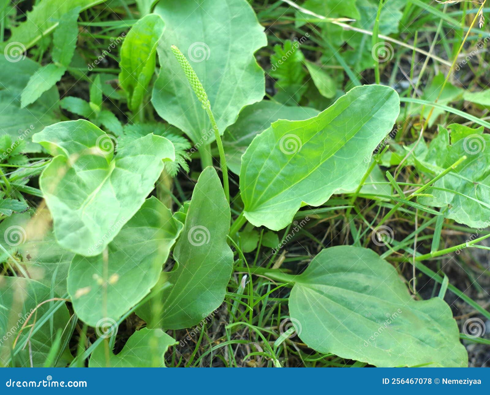 Medicinal Plant Plantain.Medicinal Plant Plantain Stock Photo Image