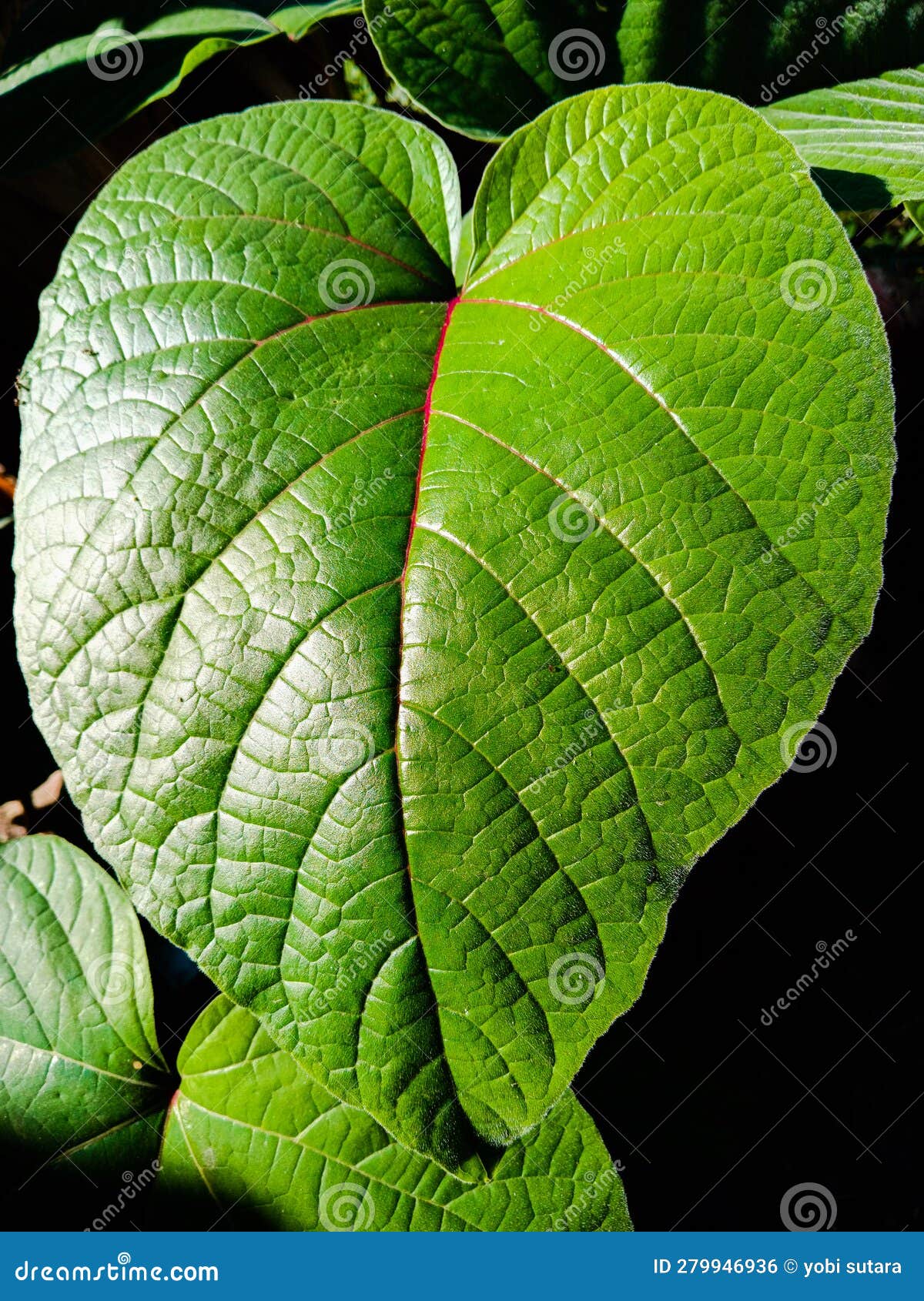 Medicinal Plants that Can Cure Several Diseases Stock Photo Image of