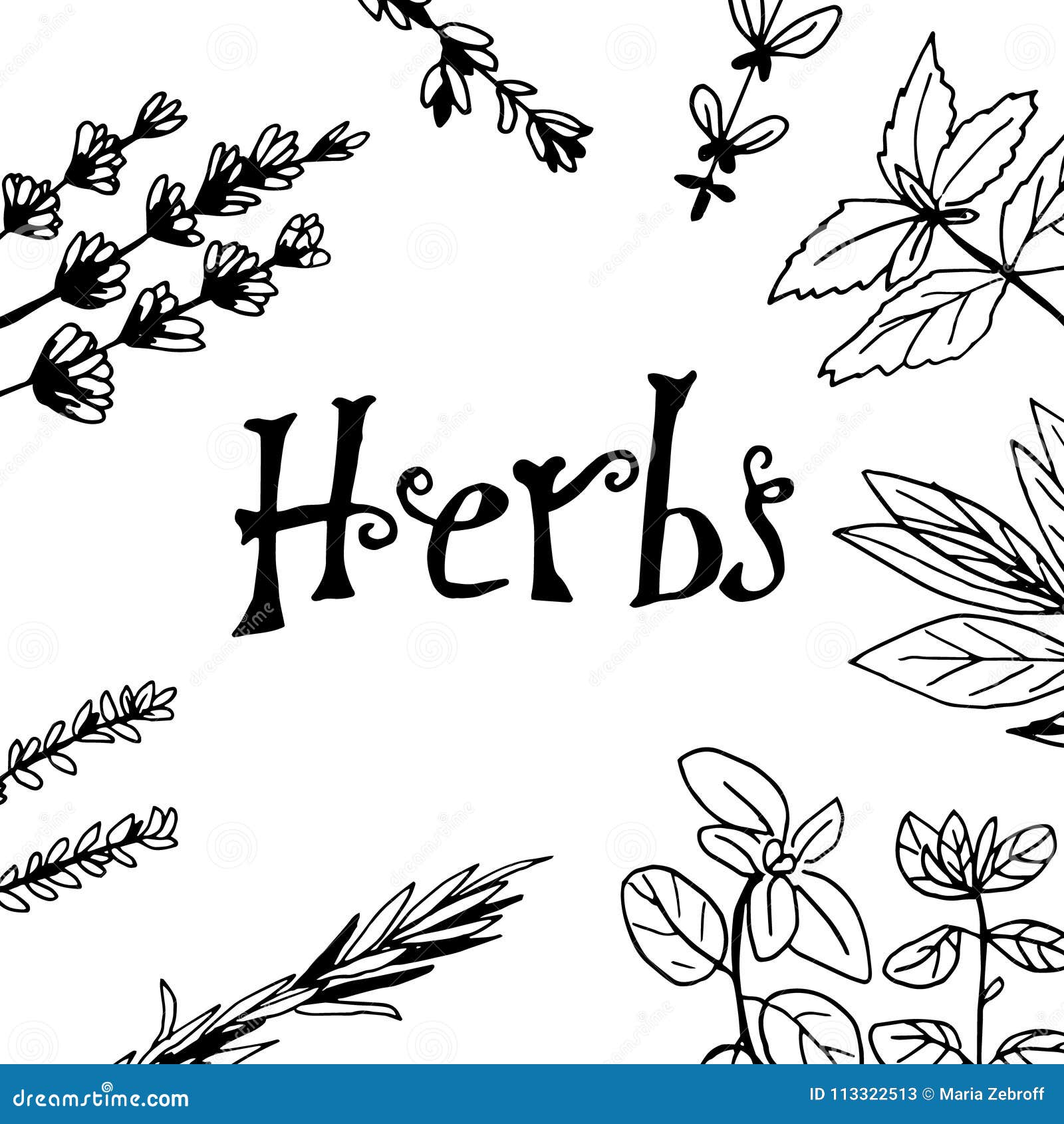 Herbs and Medicinal Plants Collection. Vector Hand Drawn Isolated