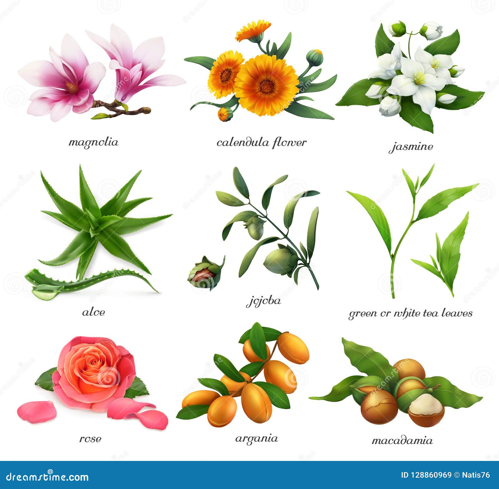 medicinal plants and flavors. magnolia, calendula flower, jasmine, aloe, jojoba, tea, rose, argania and macadamia. 3d 