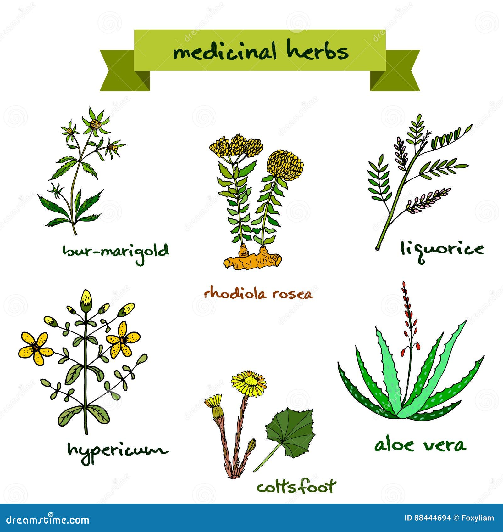 Medicinal Plants. Hand Drawn Illustration Stock Vector Illustration