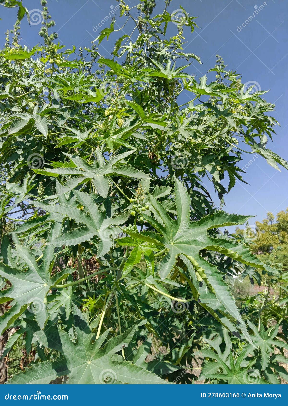 Medicinal Ricinus Communis or Castor Oil Plant Stock Photo Image of