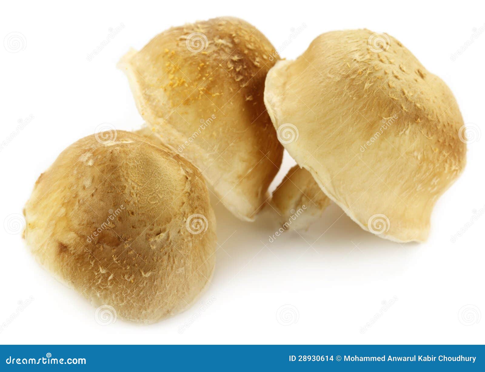 Medicinal Shiitake Mushroom Stock Photo Image of food, full 28930614