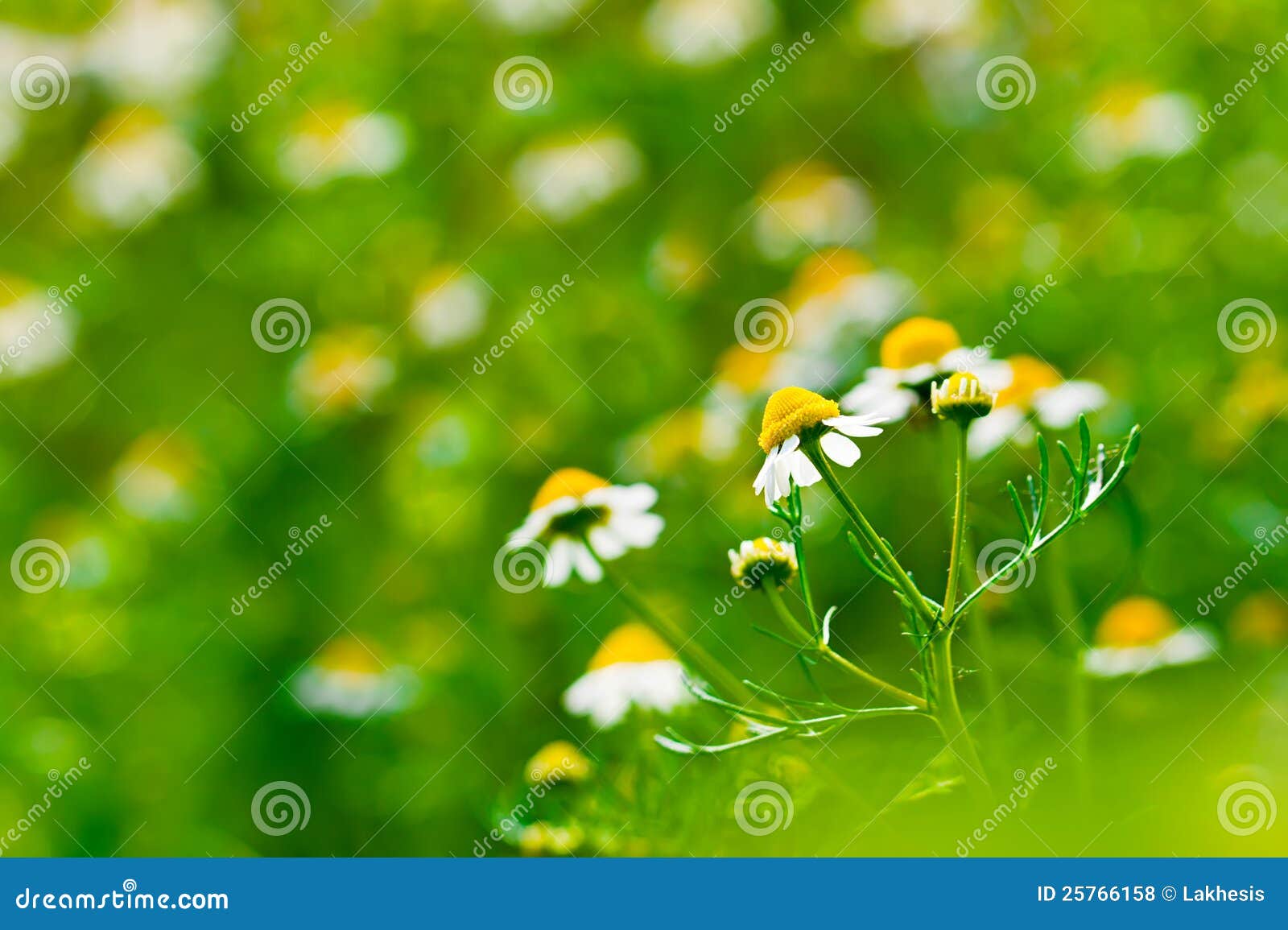 Medicine chamomile flower stock photo. Image of botany 25766158