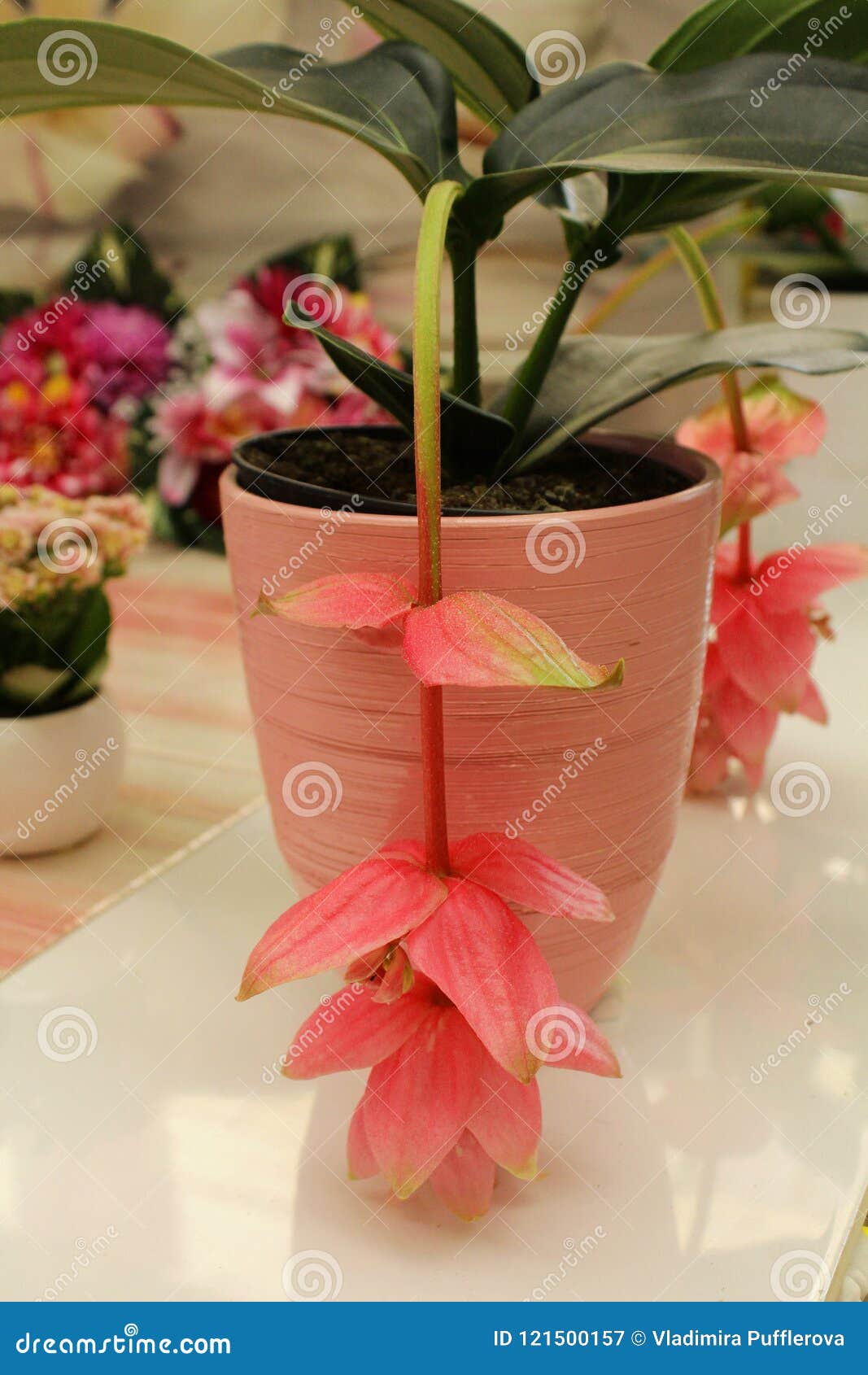 pink flowers of medinila plant