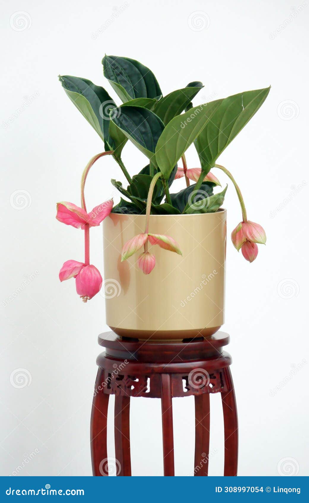 a pot of medinilla magnifica flower on an exquisite chinese flower stand  on white background.