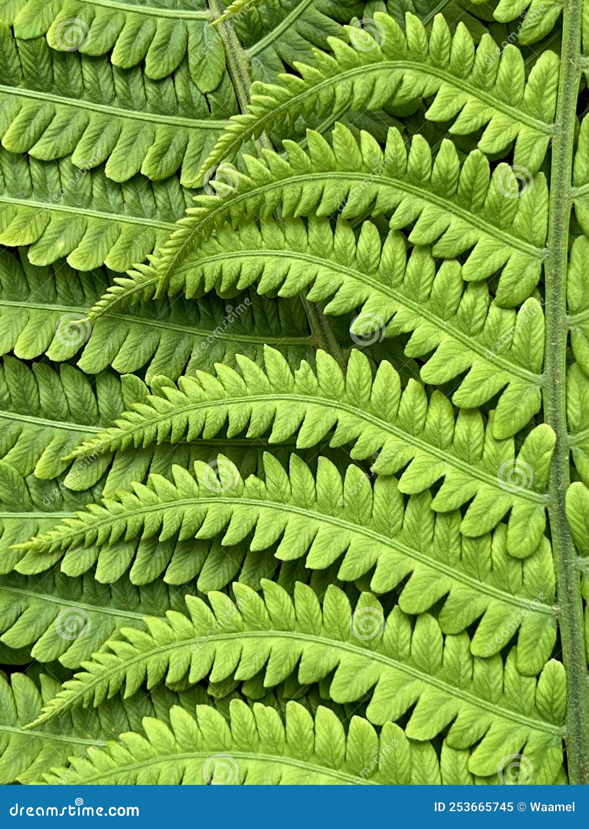 meditative pattern of bracken